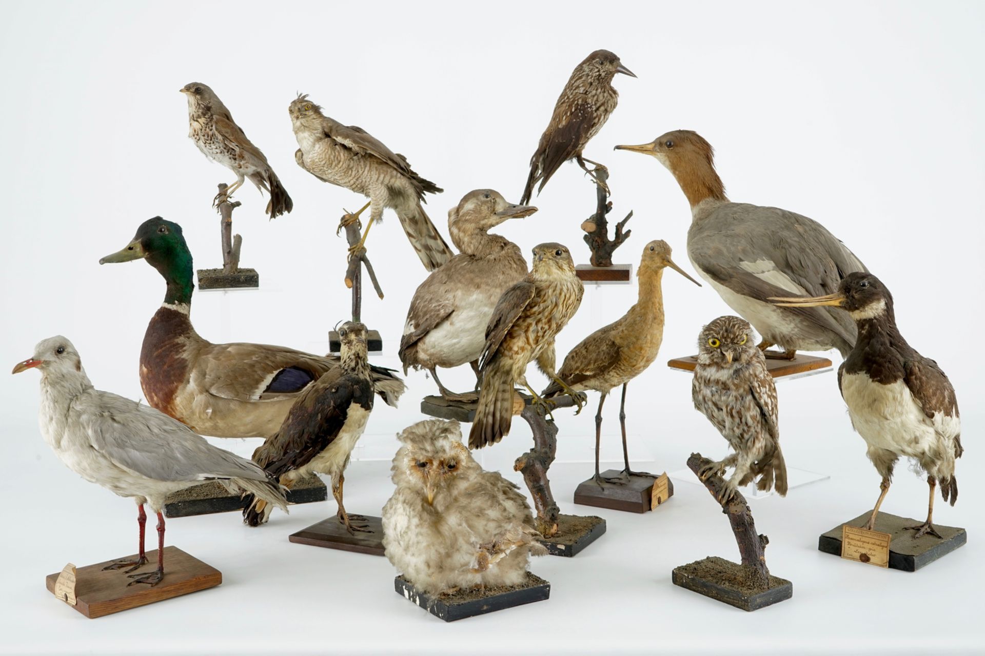 A collection of 13 birds, taxidermy, 19/20th C. H.: 36,5 cm (the tallest) Several labelled "