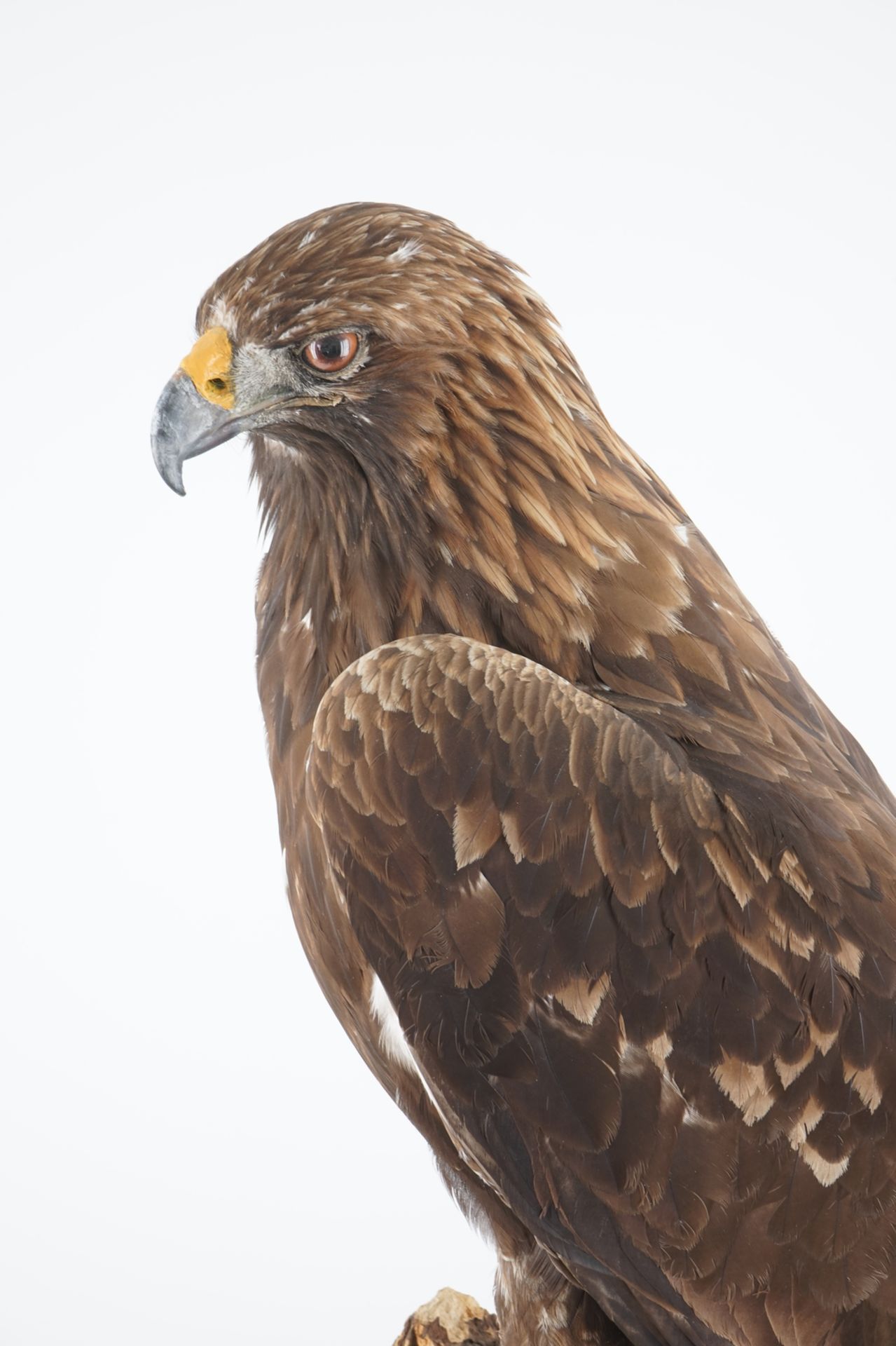 A large female golden eagle, presented standing, modern taxidermy H.: 99 cm Condition reports and - Image 5 of 7