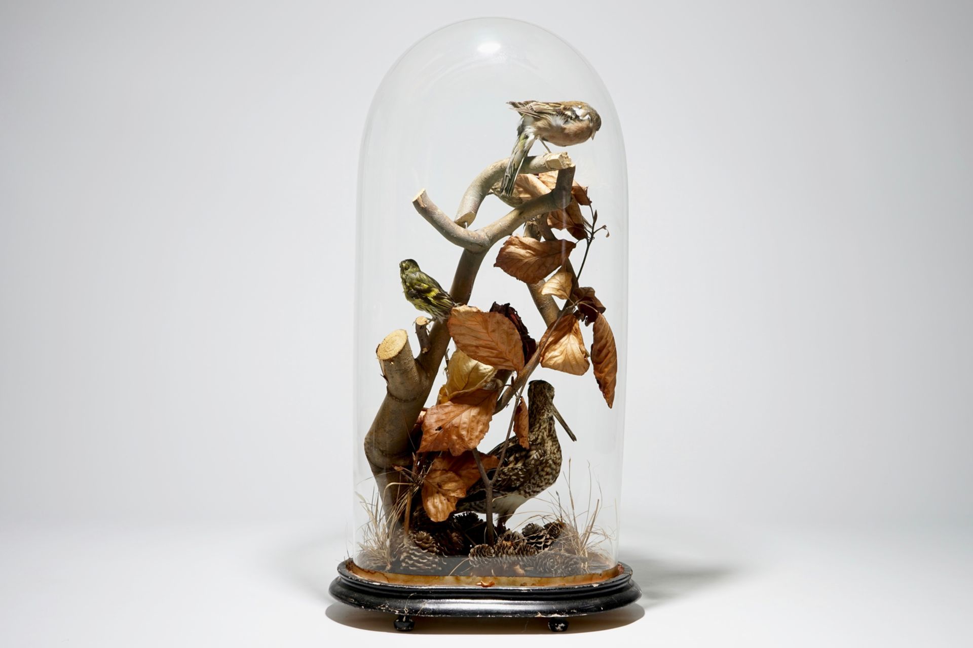 Birds on a branch, presented under glass dome, taxidermy, early 20th C. H.: 57,5 cm Condition - Image 3 of 4