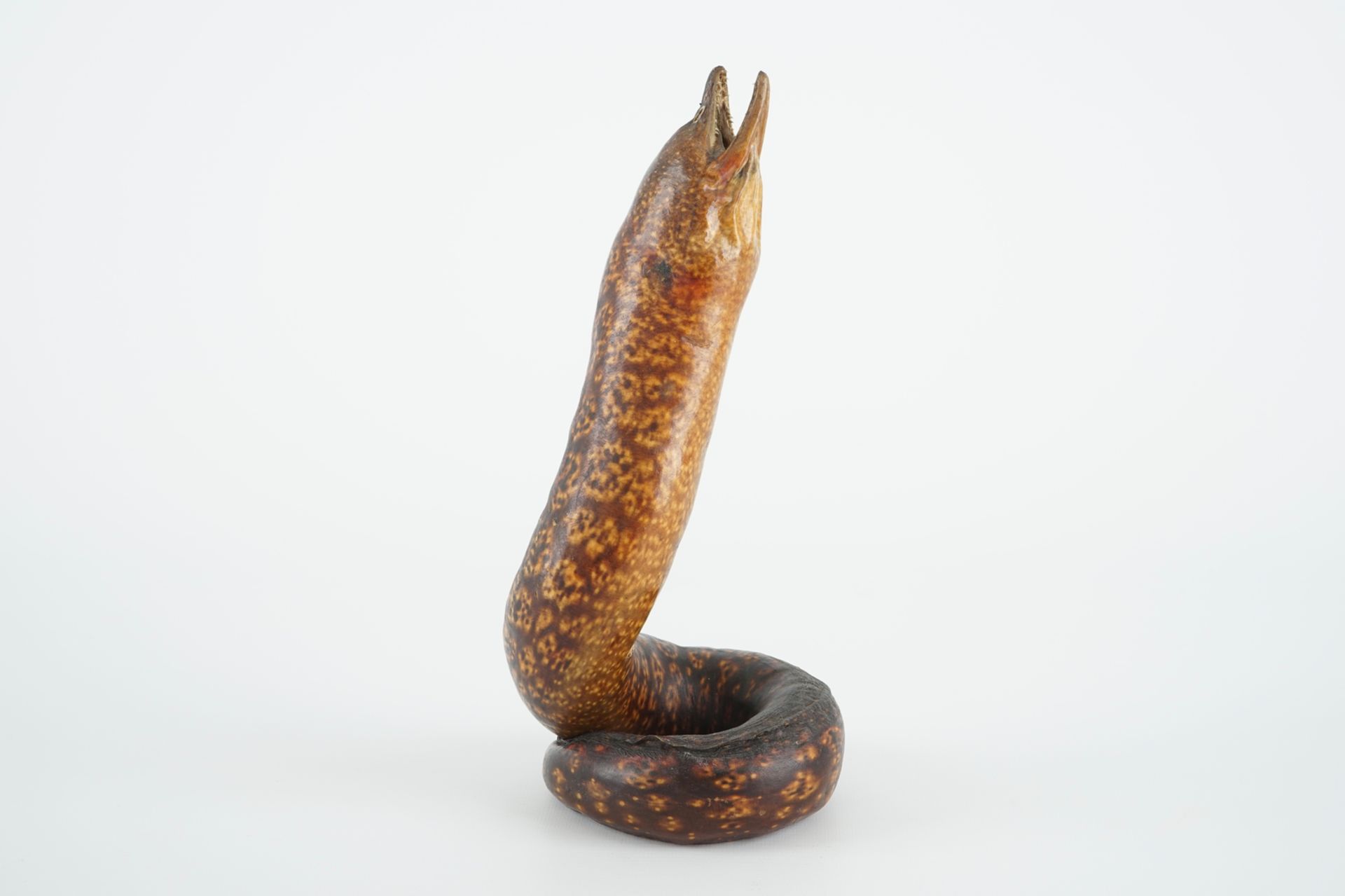 A moray eel, taxidermy, early 20th C. H.: 28 cm Condition reports and high resolution pictures are - Image 2 of 7