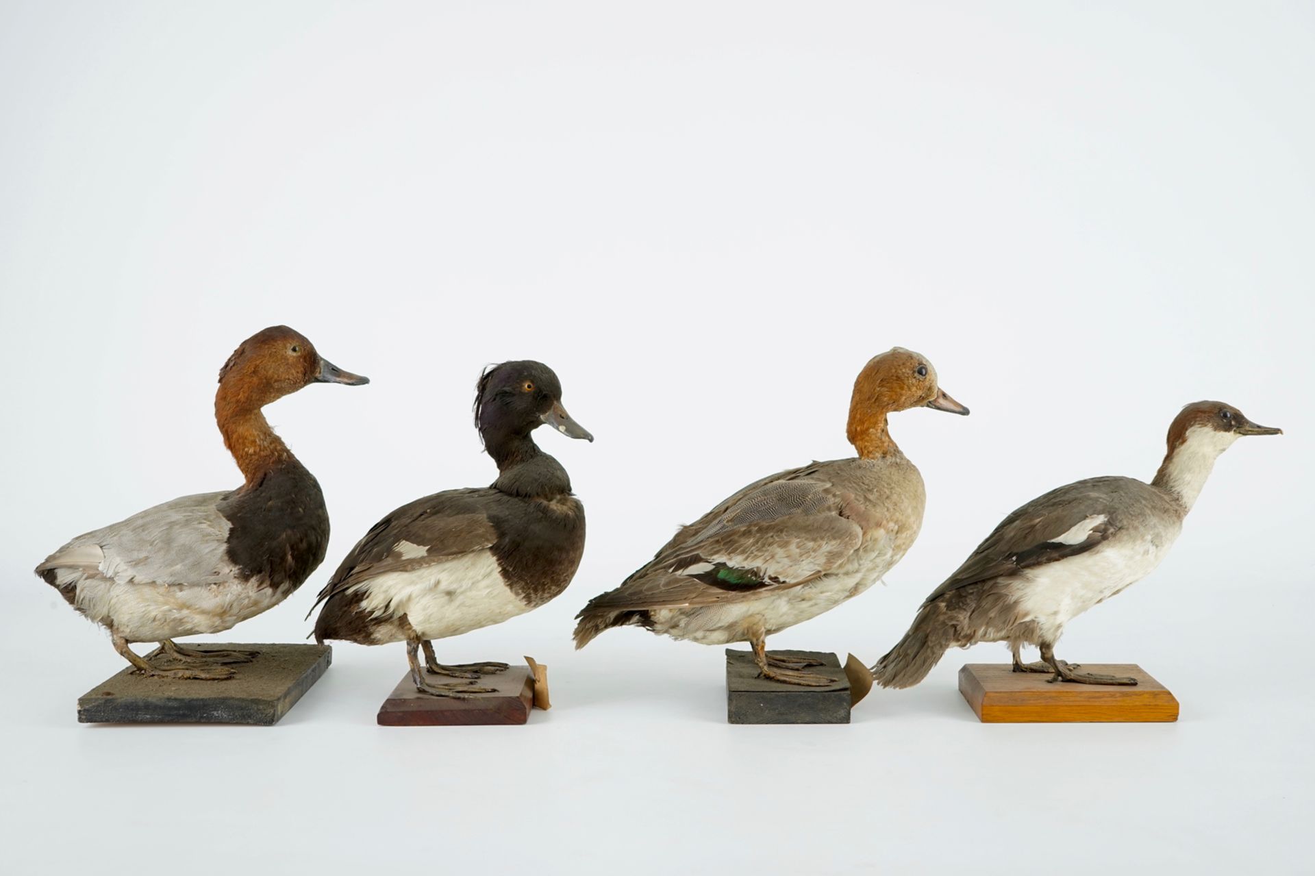 A collection of 15 birds, taxidermy, 19/20th C. H.: 33 cm (the tallest) Several labelled "Collection - Image 10 of 21