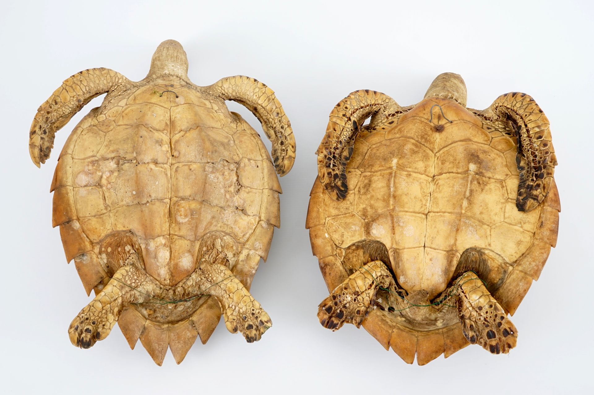 A pair of taxidermy sea turtles, early 20th C. H.: 18,5 cm - L.: 59 cm - W.: 39,5 cm Condition - Image 2 of 8