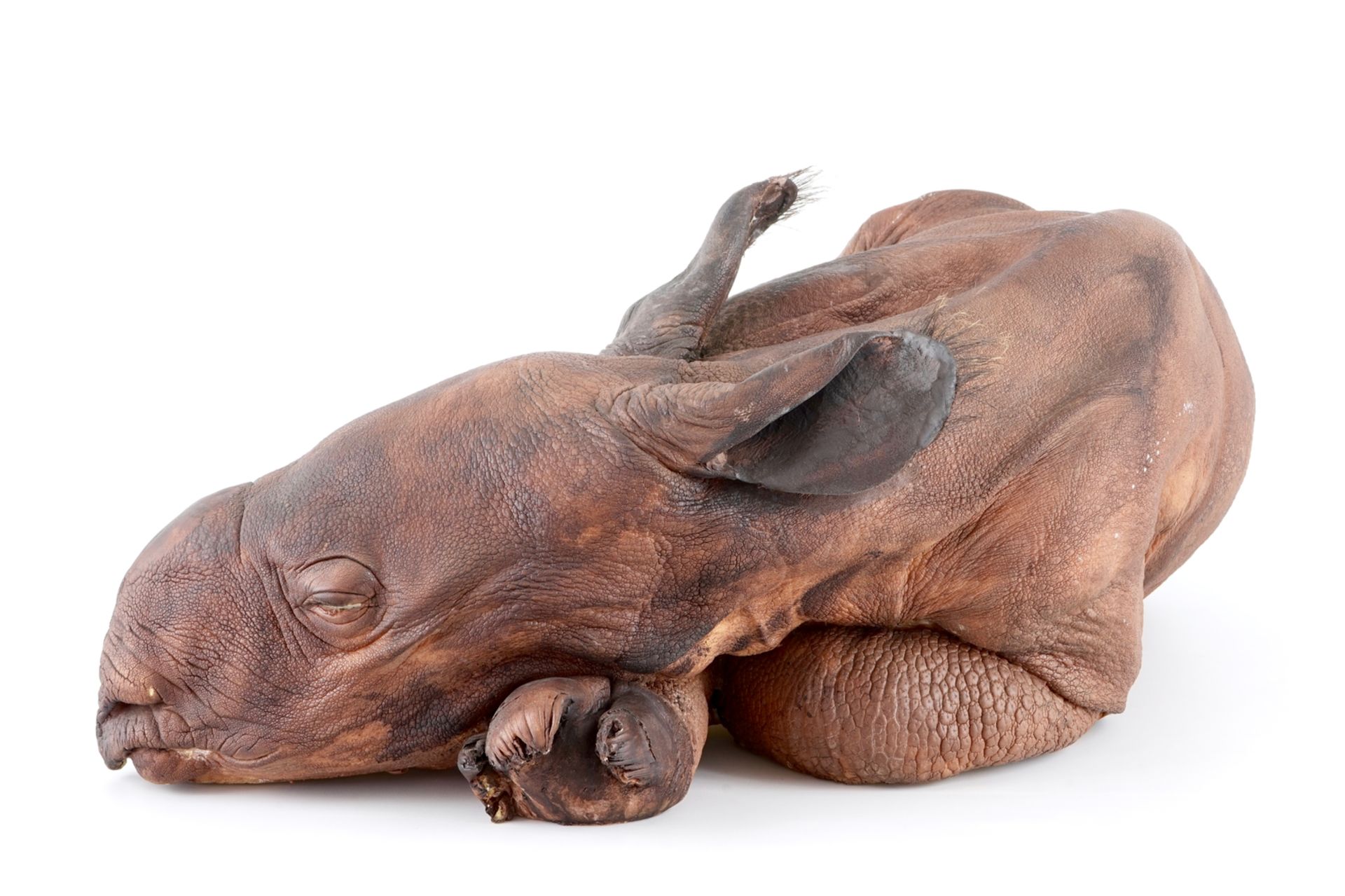 Dirk Claesen: a replica of a young rhinoceros, late 20th C. L.: 83 cm - W.: 65 cm - H.: 29 cm - Image 8 of 9