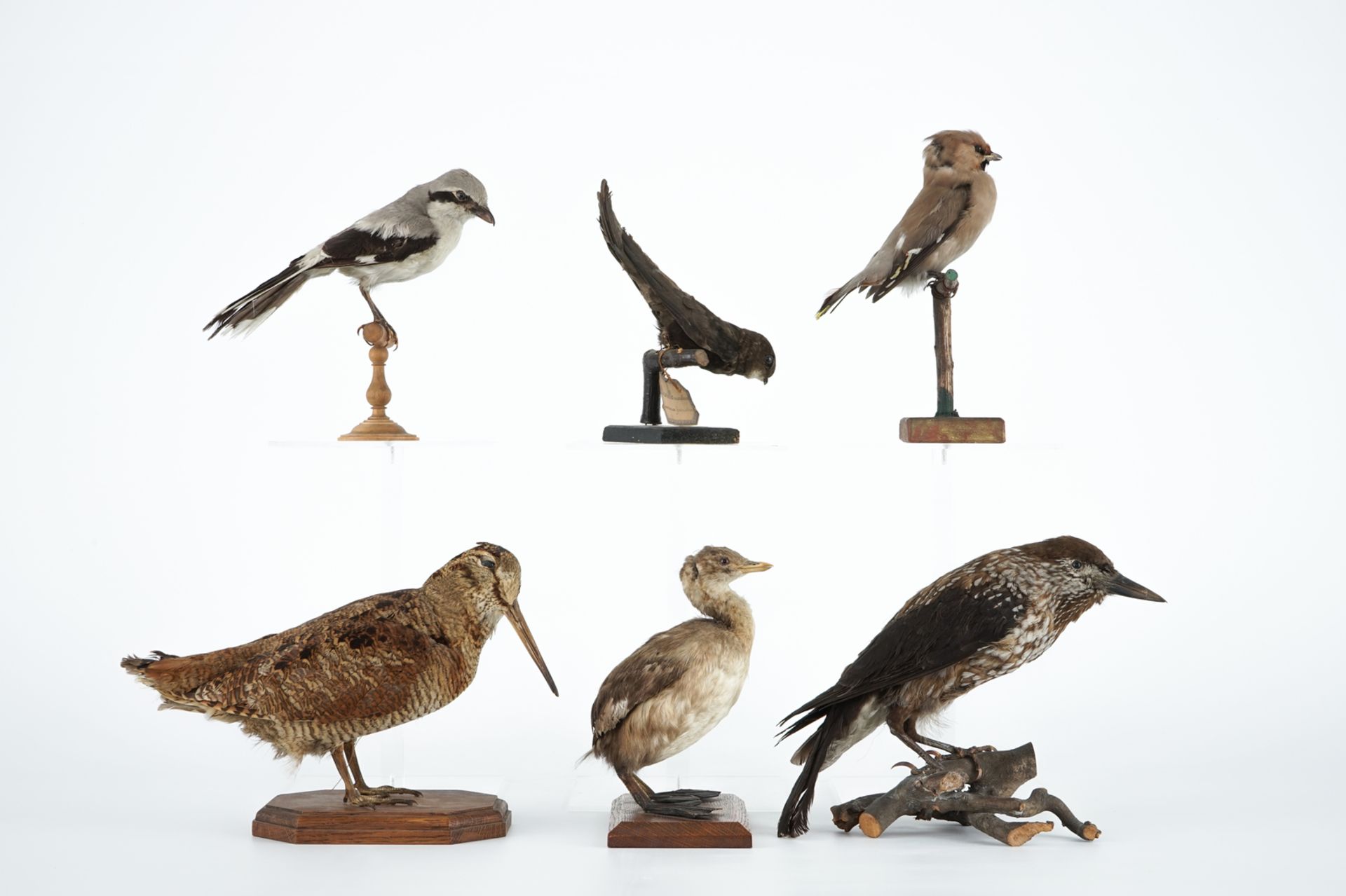 Six European birds, taxidermy, 19/20th C. H.: 22,5 cm (the tallest) Condition reports and high - Image 5 of 6