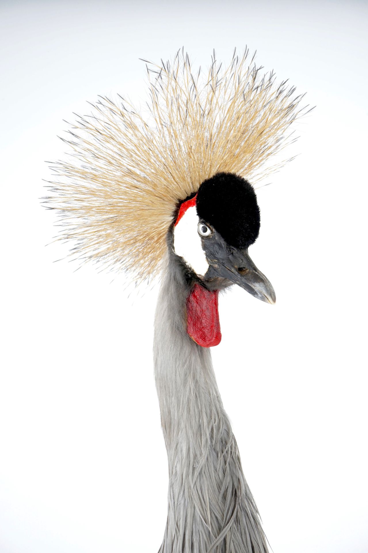 A grey crowned crane, presented standing on a ground, modern taxidermy H.: 112 cm Condition - Image 7 of 7