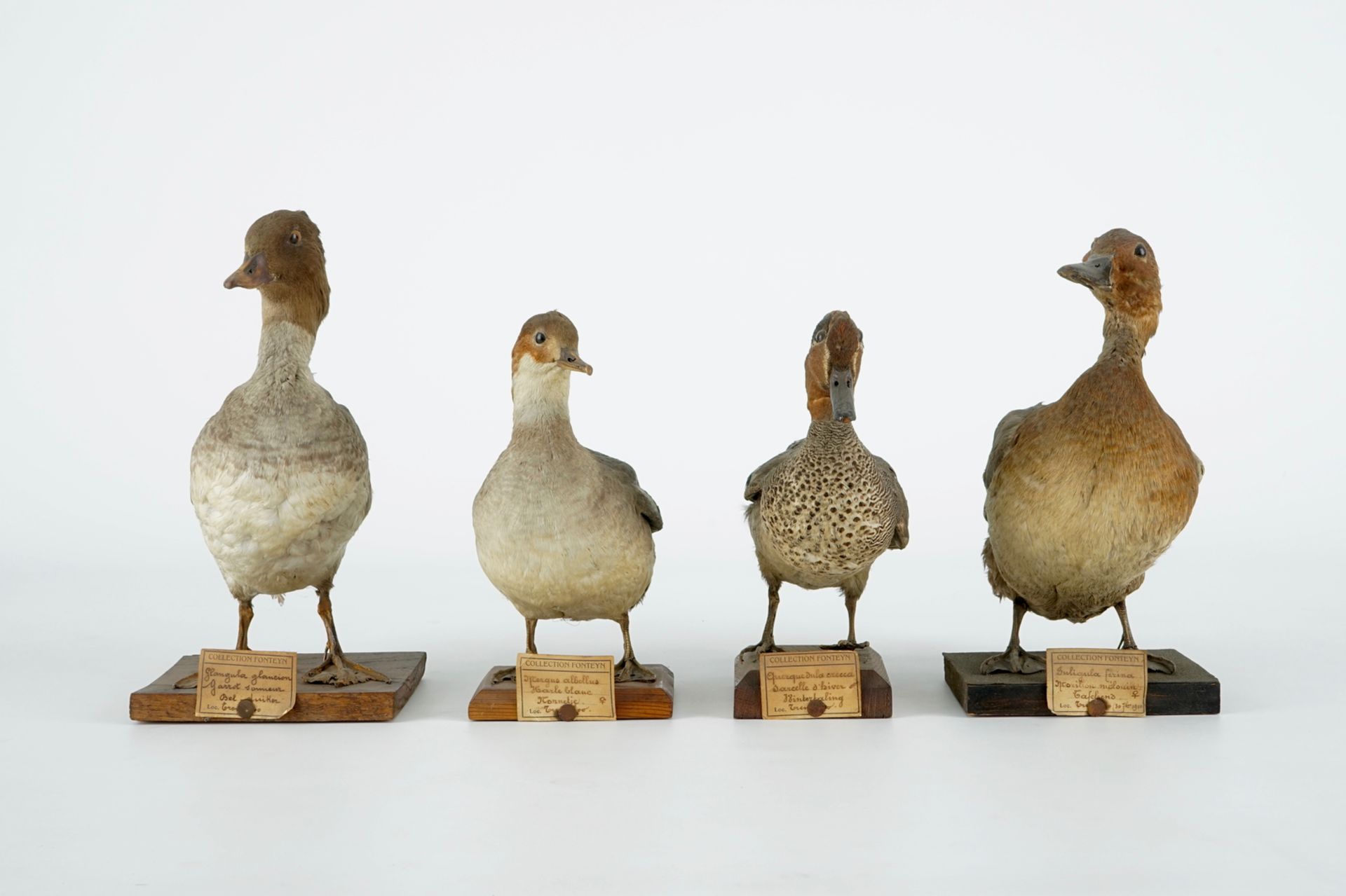 A collection of 15 birds, taxidermy, 19/20th C. H.: 33 cm (the tallest) Several labelled "Collection - Image 6 of 21