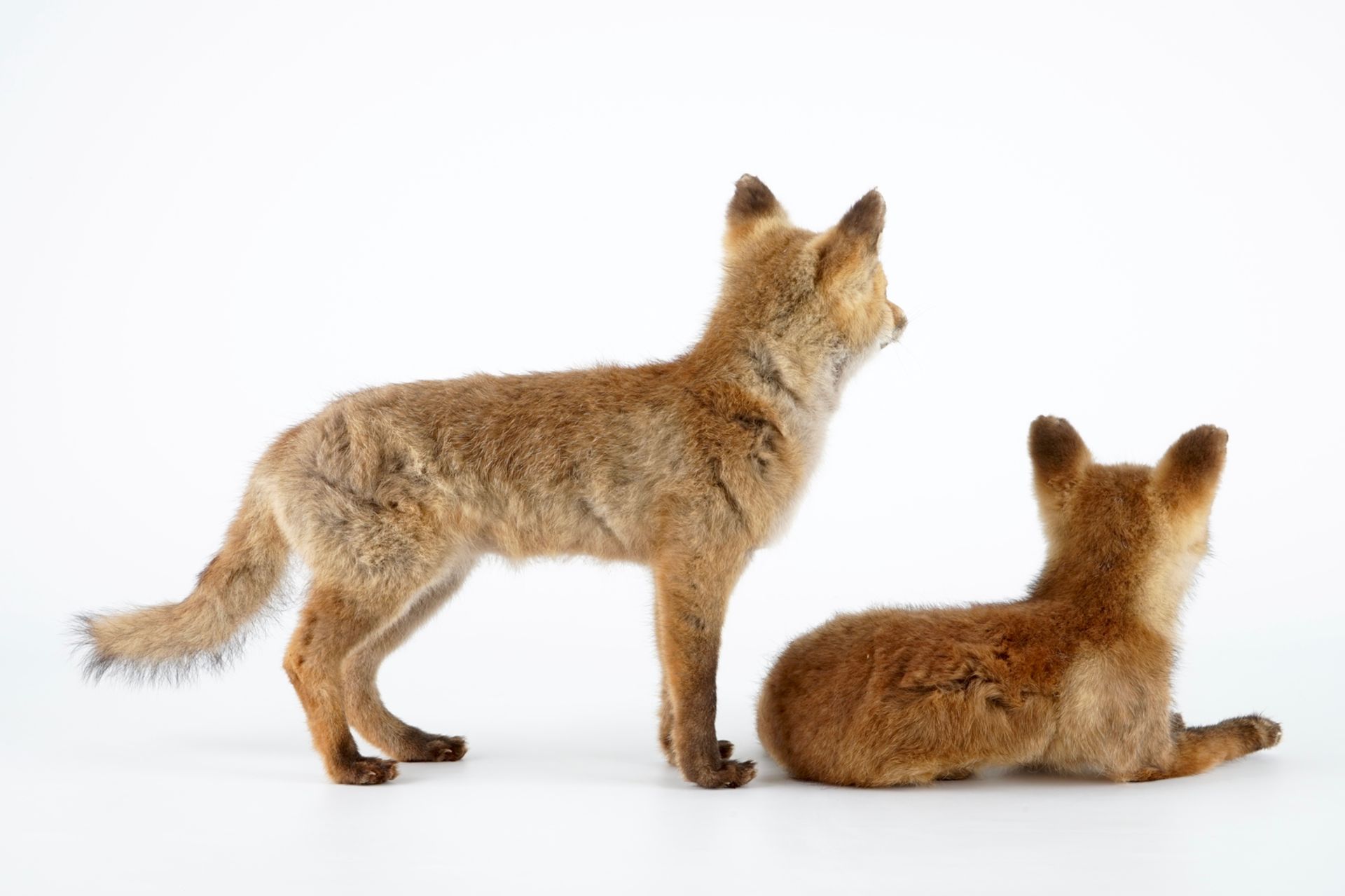 Two fox cubs, modern taxidermy, 2nd half 20th C. H.: 39,5 cm (the standing specimen) Condition - Image 4 of 7