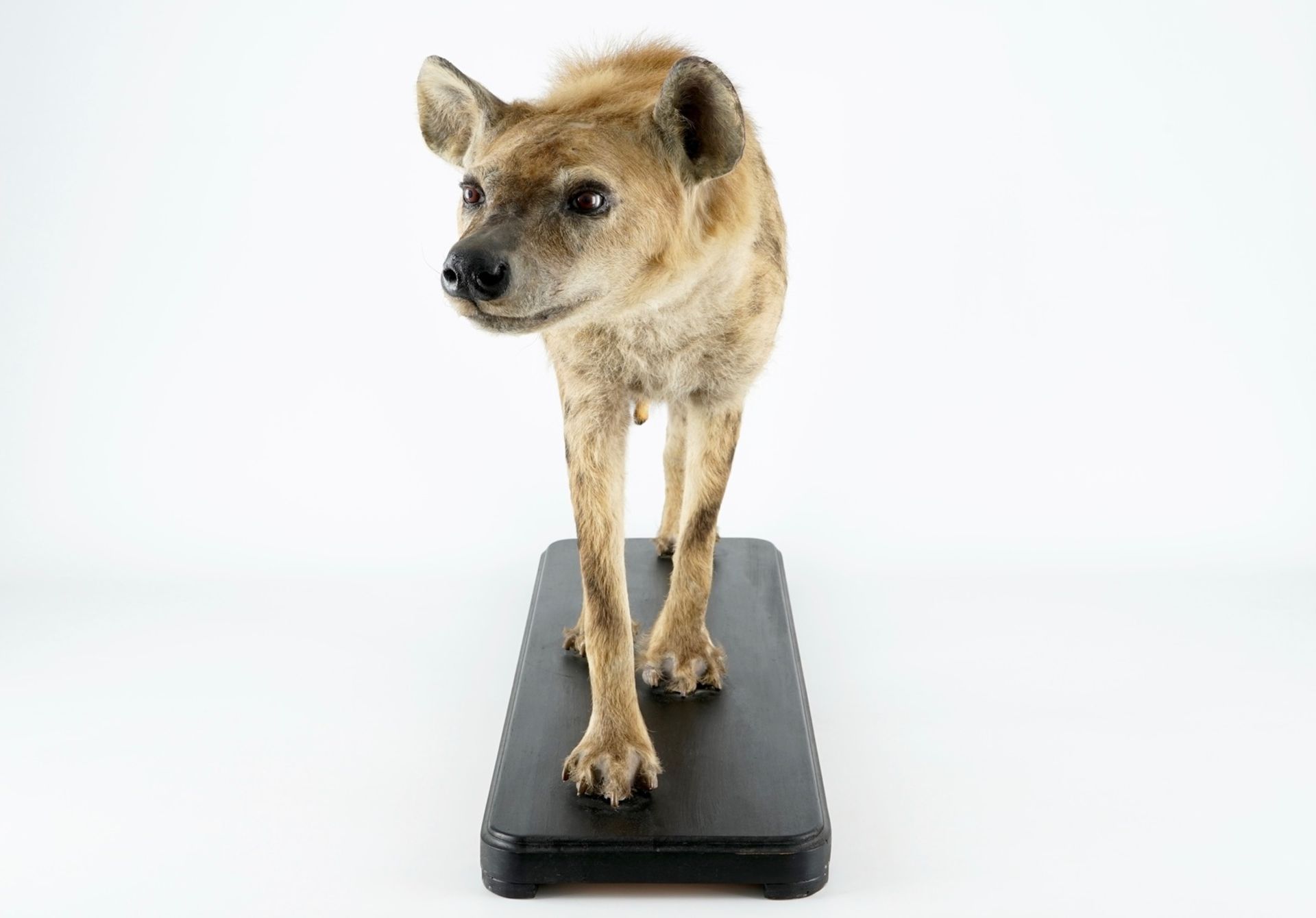 A hyena, presented standing, modern taxidermy H.: 81 cm - L.: 134 cm  Condition reports and high - Image 3 of 9