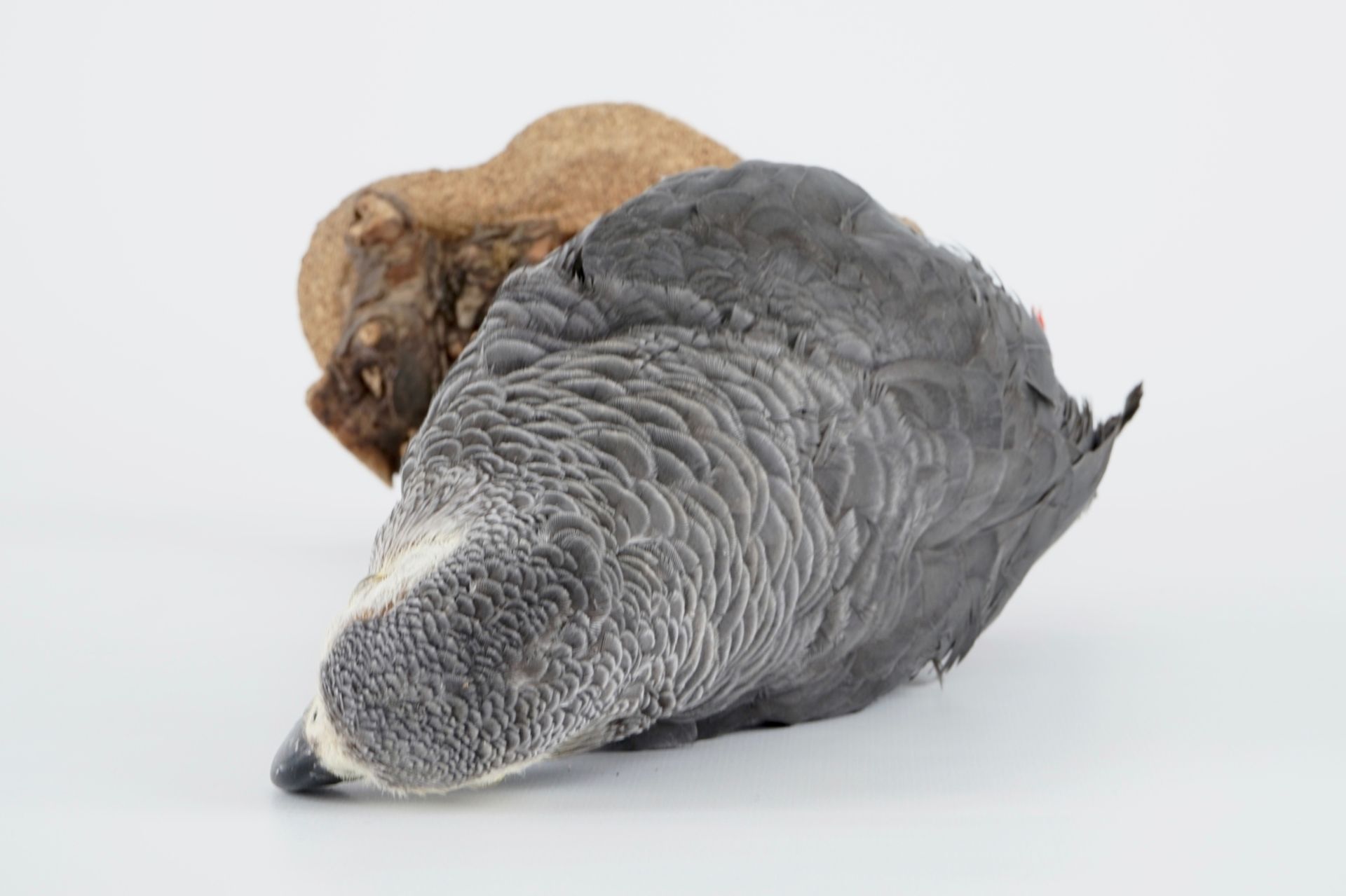 An African grey parrot, taxidermy, late 20th C. H.: 41 cm Condition reports and high resolution - Image 7 of 7