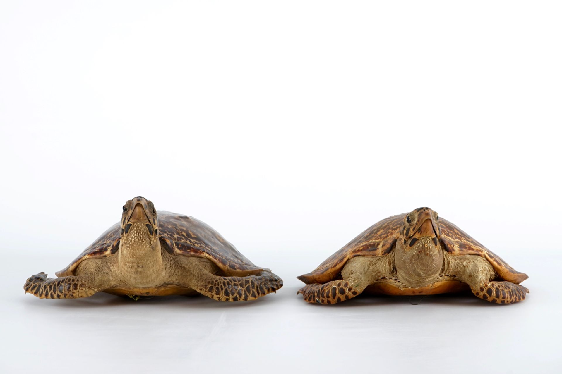 A pair of taxidermy sea turtles, early 20th C. H.: 18,5 cm - L.: 59 cm - W.: 39,5 cm Condition - Image 5 of 8