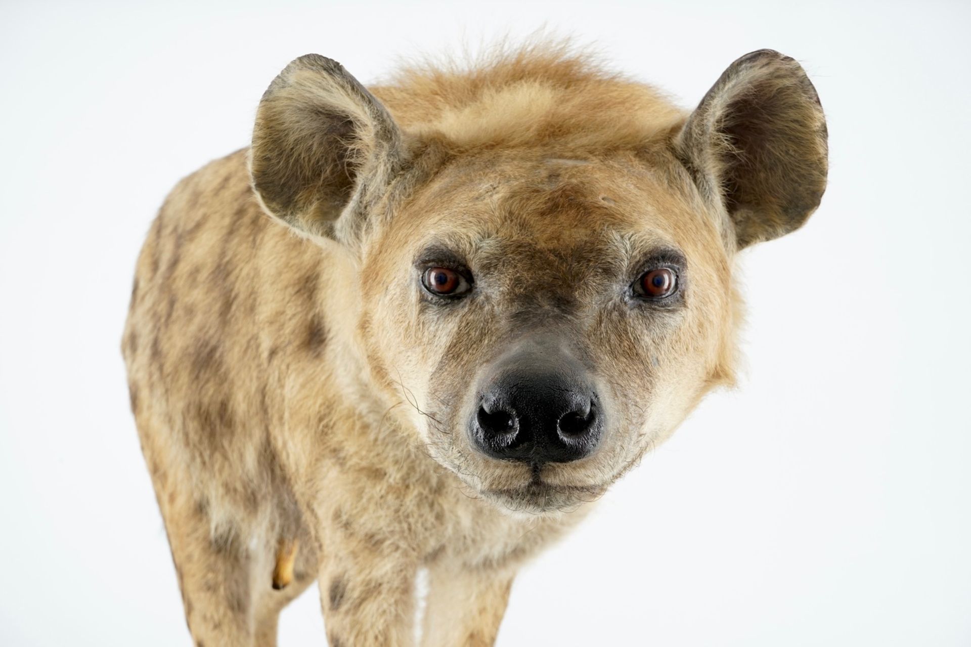 A hyena, presented standing, modern taxidermy H.: 81 cm - L.: 134 cm  Condition reports and high