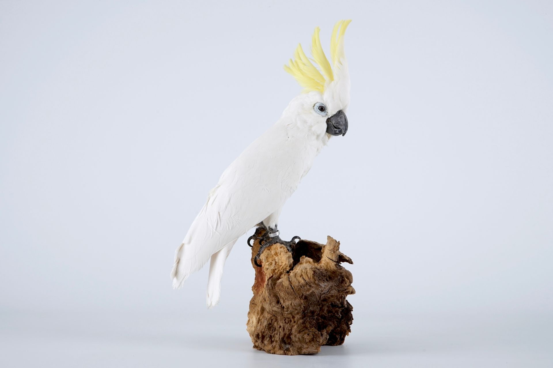 A sulphur-crested cockatoo, modern taxidermy H.: 47 cm Cacatua sulphurea, mounted on wood. With ring