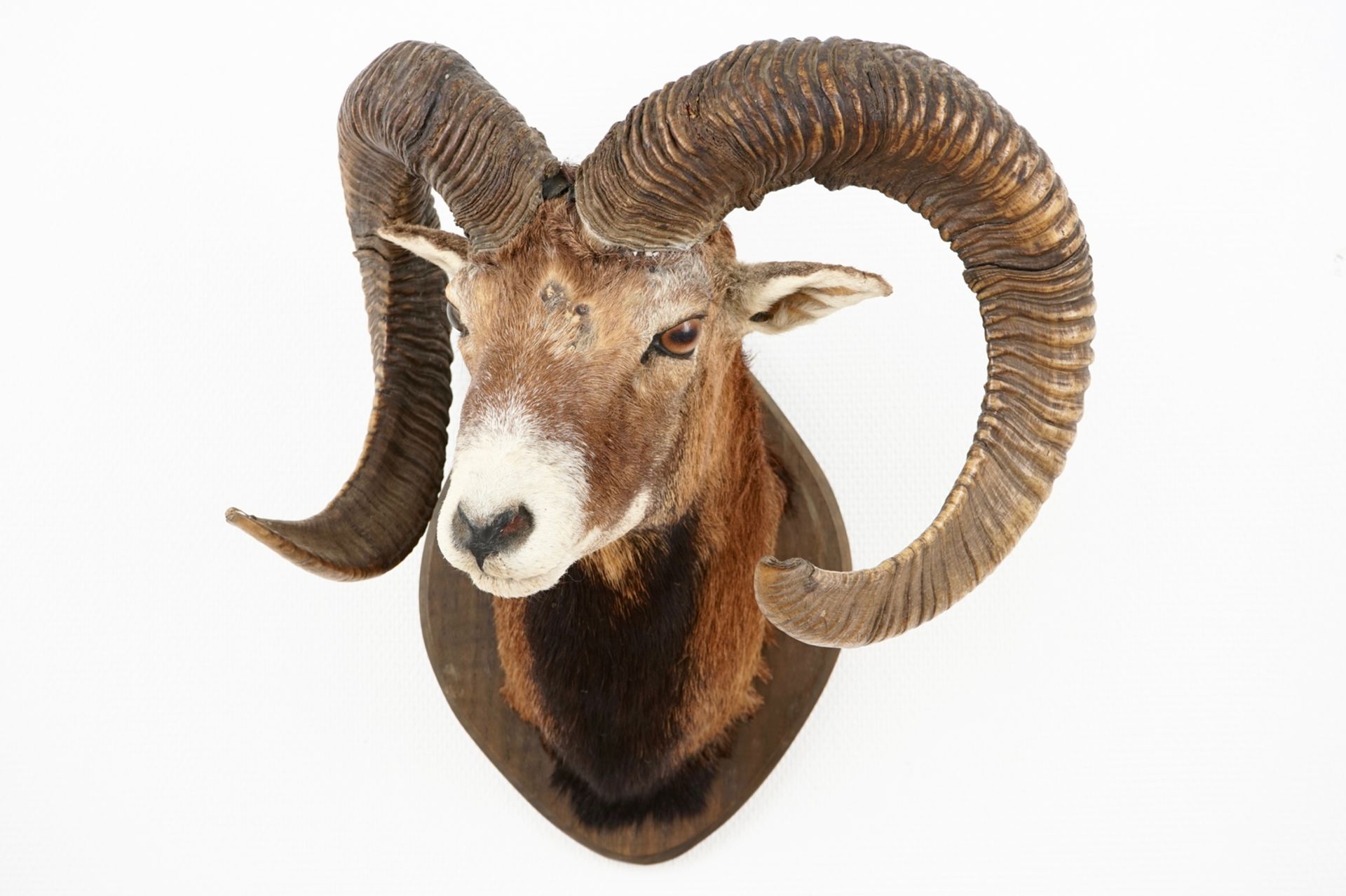 A bust of a mouflon, mounted on wood, taxidermy, late 20th C. L.: 44 cm - H.: 55 cm Condition - Image 2 of 7