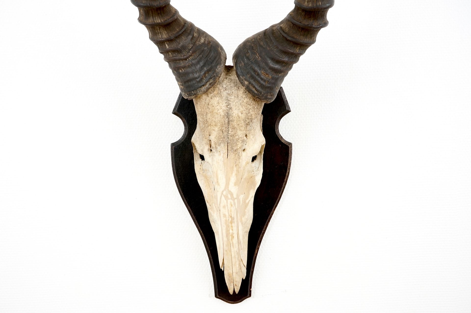 Three horned skulls of a blesbok, impala and reedbuck, mounted on wood H.: 62 cm - L.: 22 cmH.: 45 - Image 6 of 18