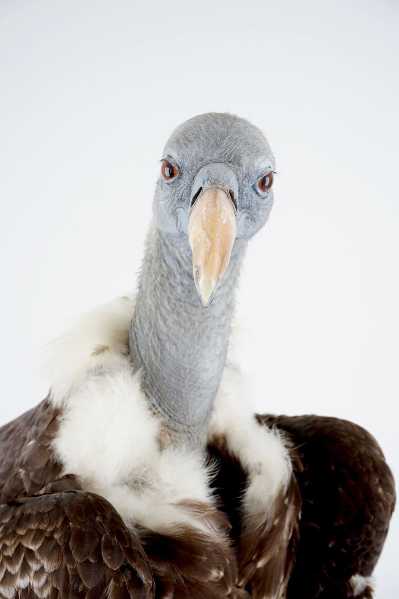 A Rüppell's vulture, presented on branch, recent taxidermy H.: 94,5 cm Incl. the original invoice. - Image 6 of 6