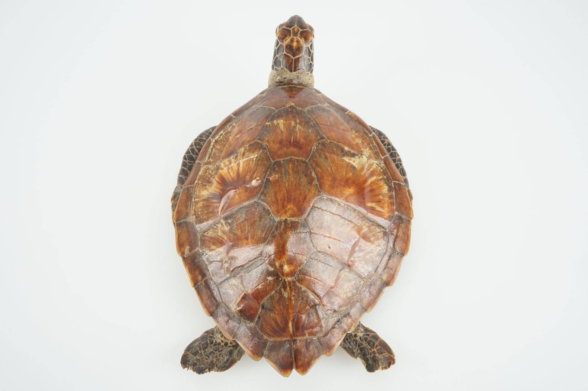 An old sea turtle, taxidermy, 19/20th C. Dim.: 50 x 33,5 cm Condition reports and high resolution - Image 10 of 10