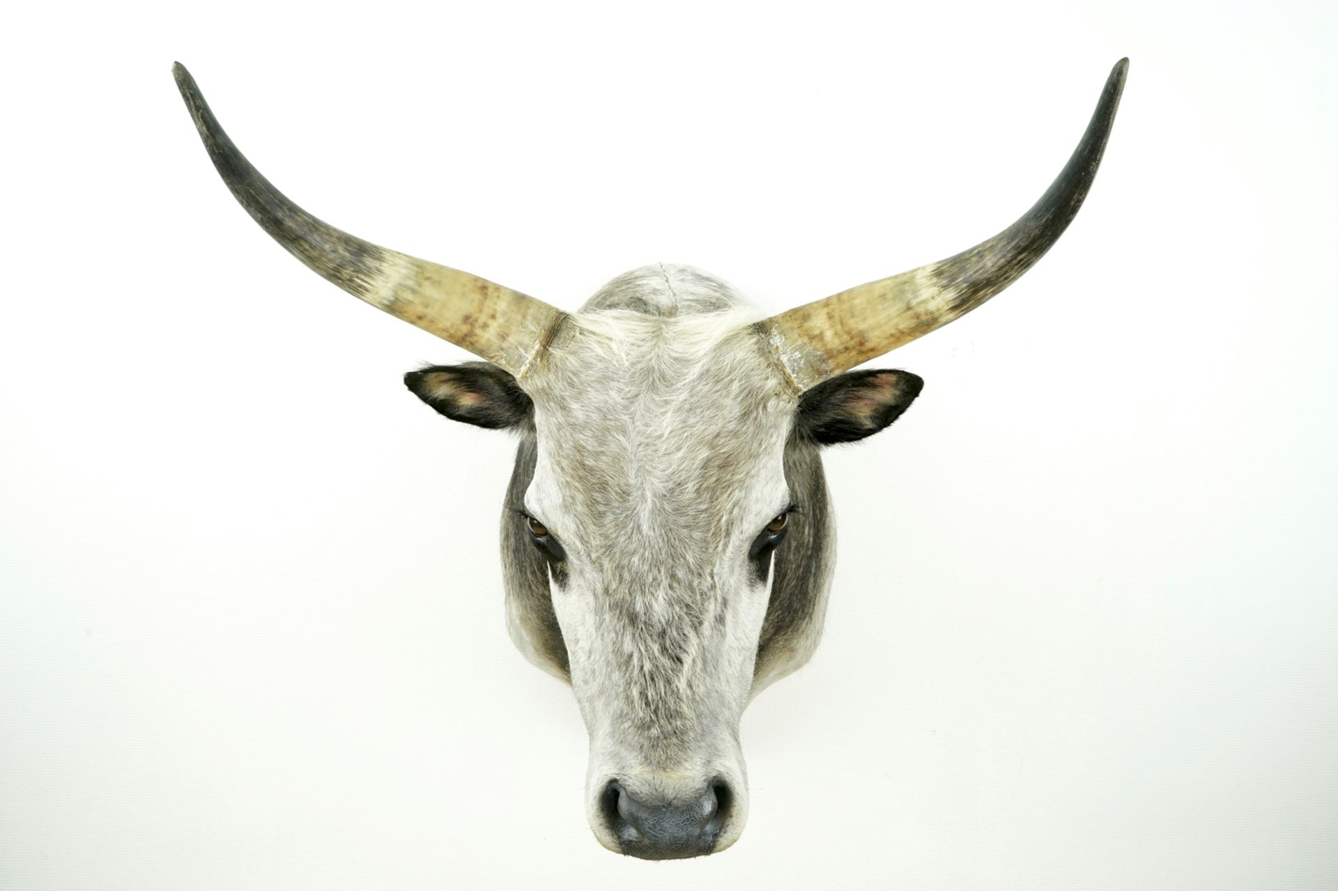 A large bust of a Hungarian grey bull, modern taxidermy H.: 102,5 cm - D.: 101 cm - W.: 83 cm ( - Image 3 of 4