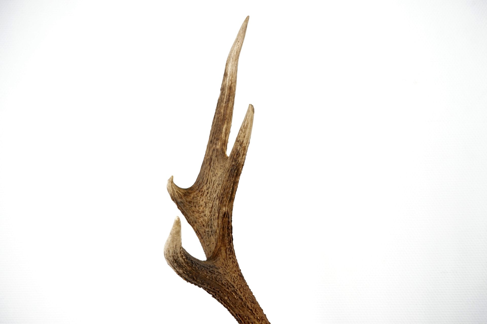 A skull of a red deer with large antlers, mounted on wood L.: 142 cm  Condition reports and high - Image 6 of 7