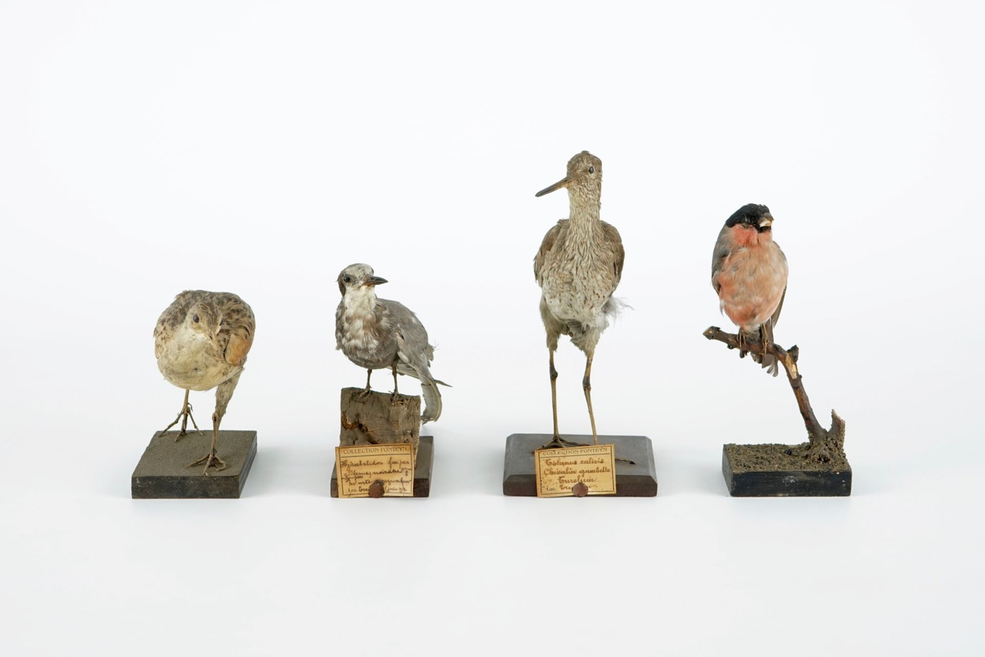 A collection of 20 birds and a nest, taxidermy, 19/20th C. H.: 23,5 cm (the tallest) Several - Image 18 of 21