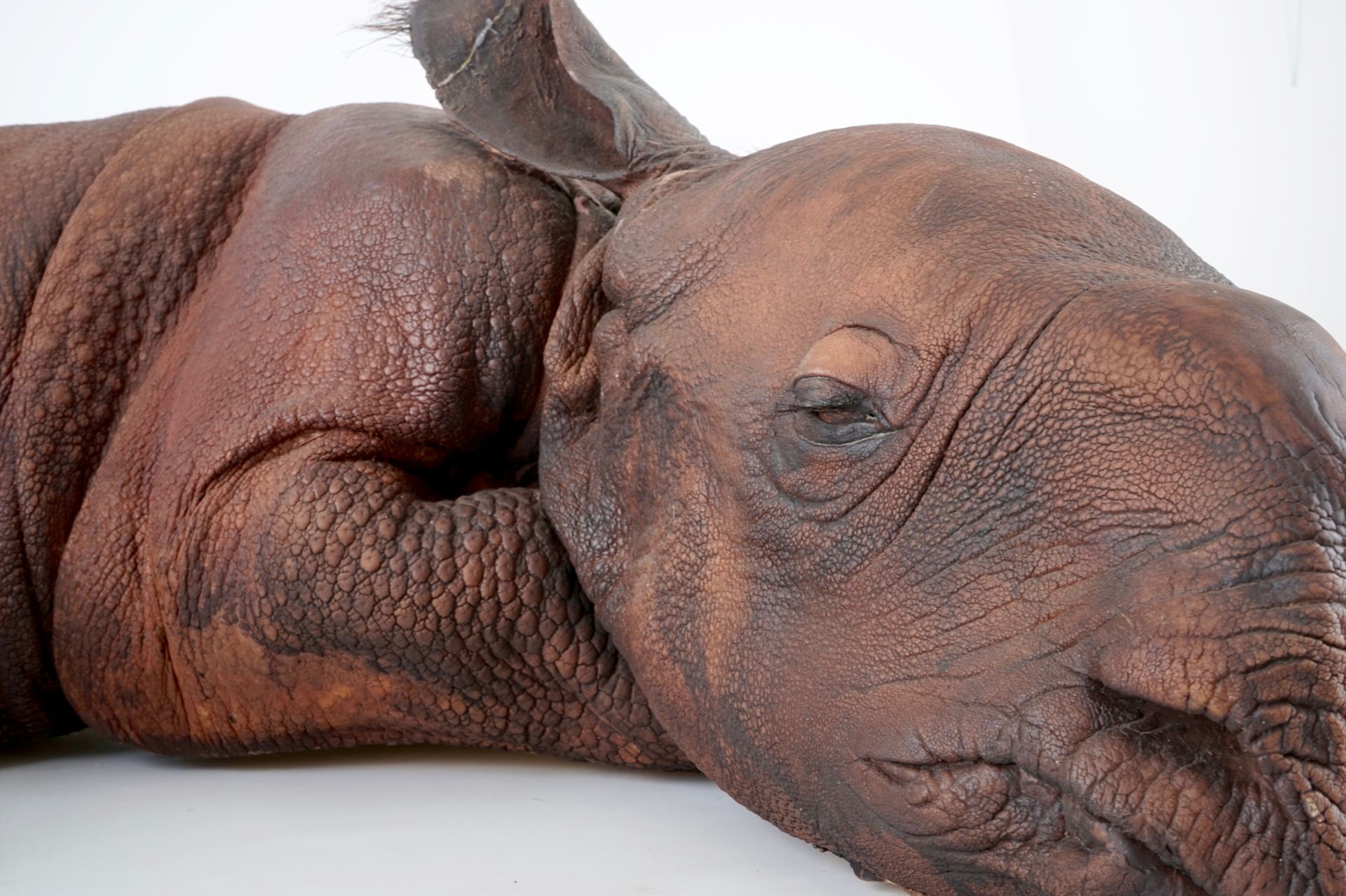 Dirk Claesen: a replica of a young rhinoceros, late 20th C. L.: 83 cm - W.: 65 cm - H.: 29 cm - Image 3 of 9