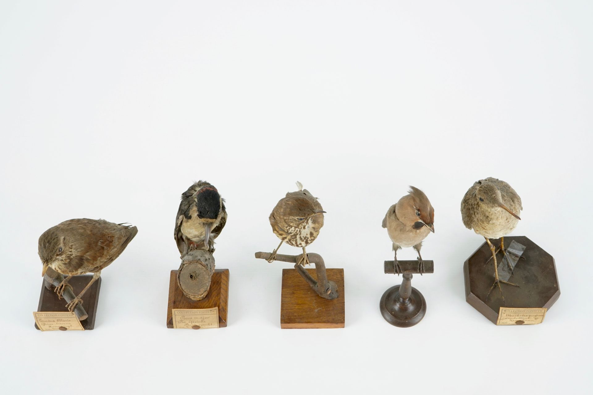 A collection of 14 birds, taxidermy, 19/20th C. H.: 35,5 cm (the tallest) Several labelled " - Image 17 of 17