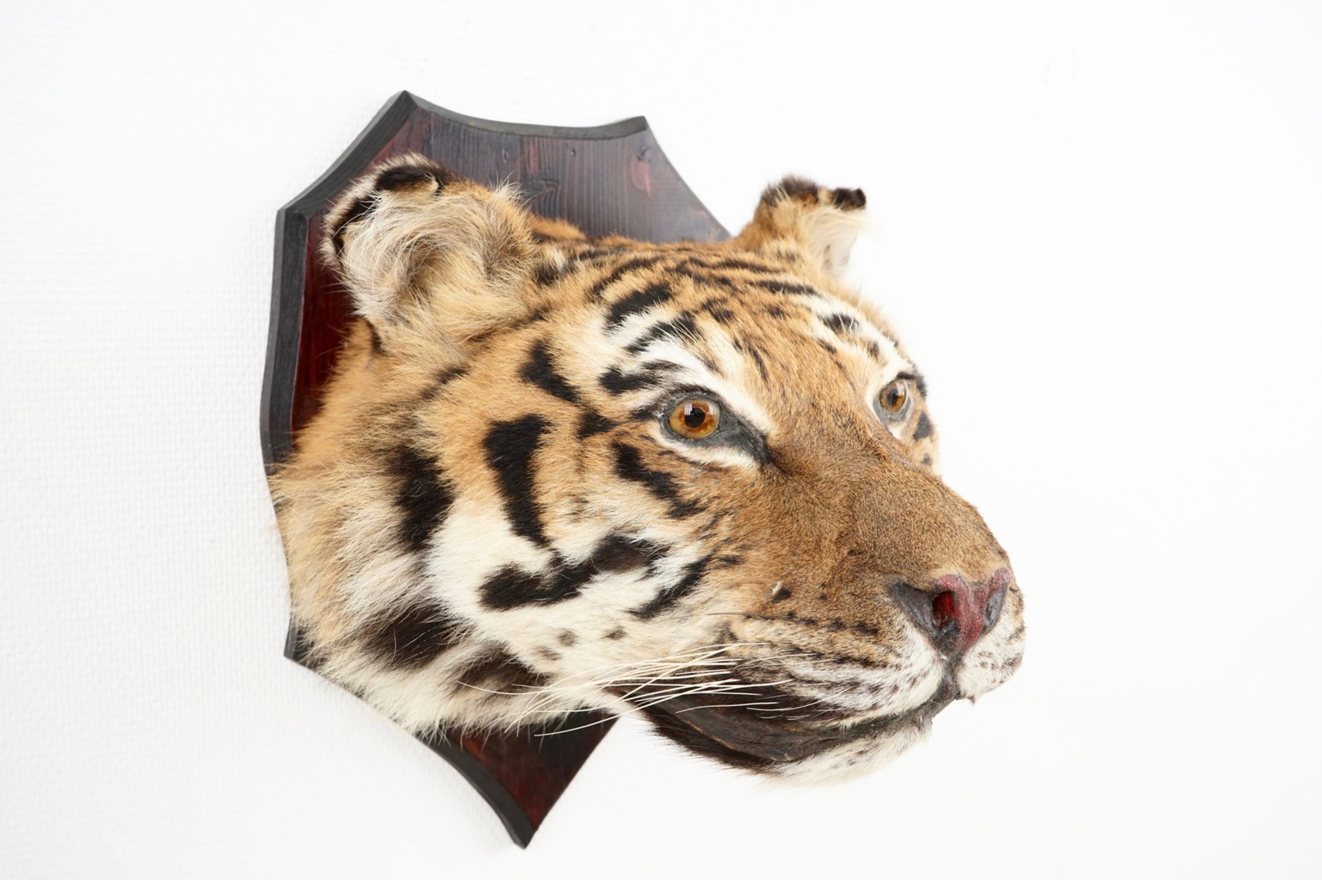 A mounted head of a Siberian tiger, taxidermy, 2nd half 20th C. L.: 36 cm - H.: 35 cm Incl. CITES. - Image 2 of 6