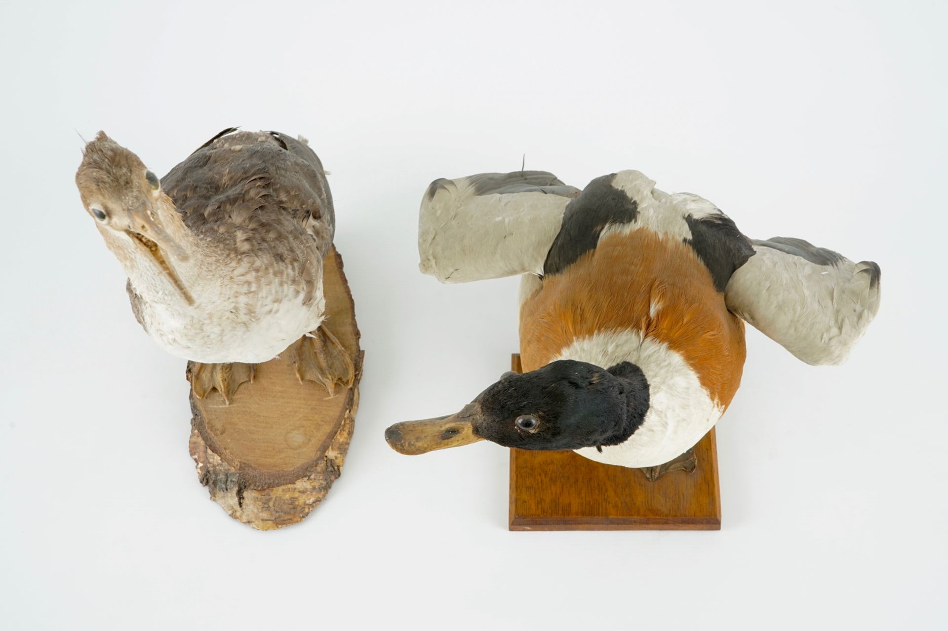A collection of 5 birds, taxidermy, 19/20th C. H.: 47 cm (the tallest) Two labelled "Collection - Image 6 of 11