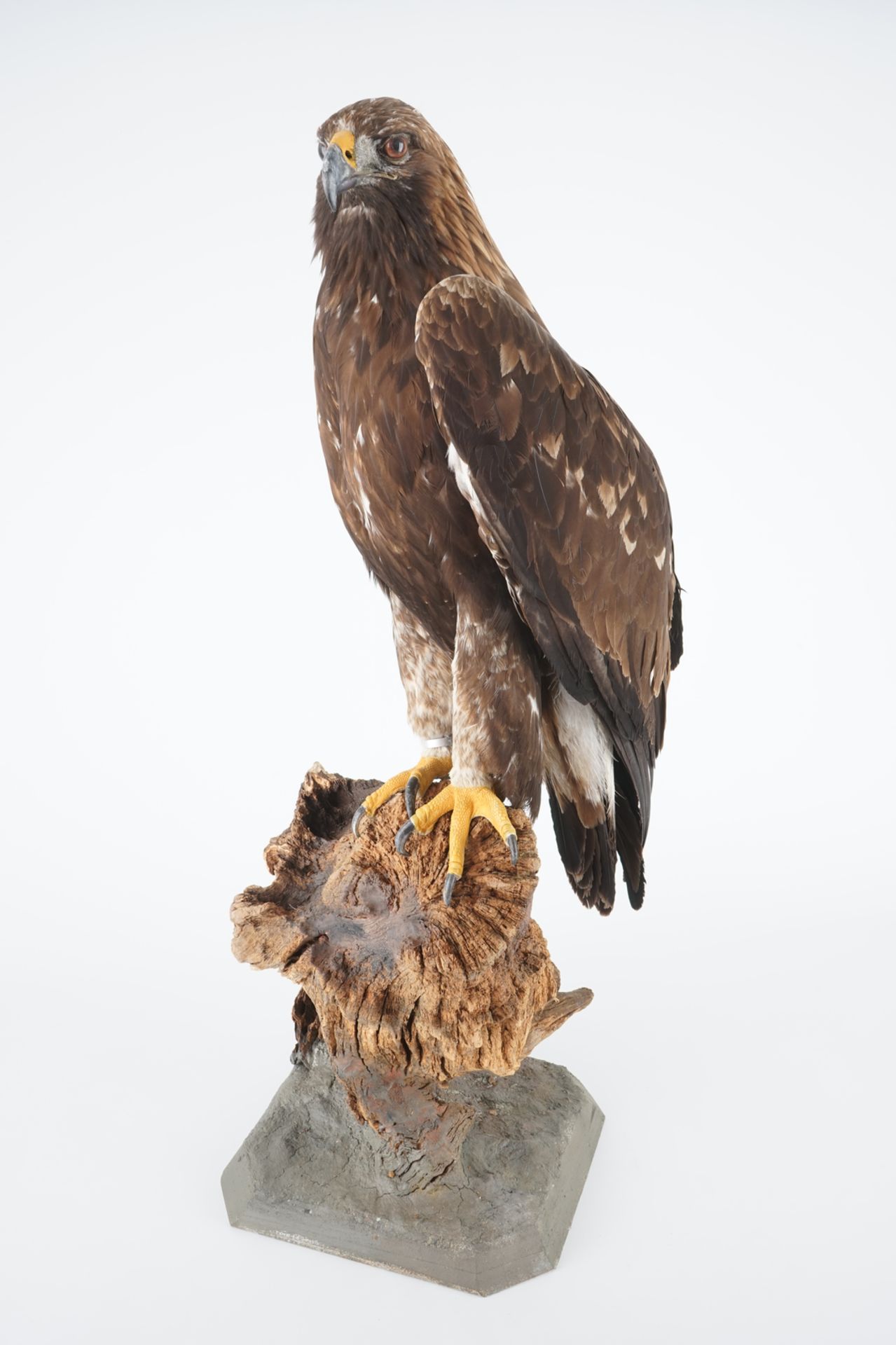 A large female golden eagle, presented standing, modern taxidermy H.: 99 cm Condition reports and - Image 7 of 7