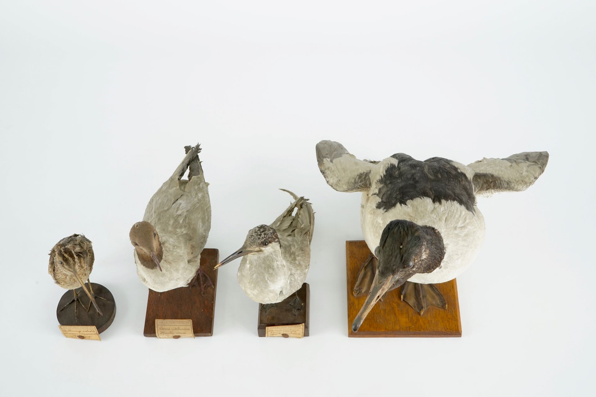 A collection of 14 birds, taxidermy, 19/20th C. H.: 35,5 cm (the tallest) Several labelled " - Image 16 of 17