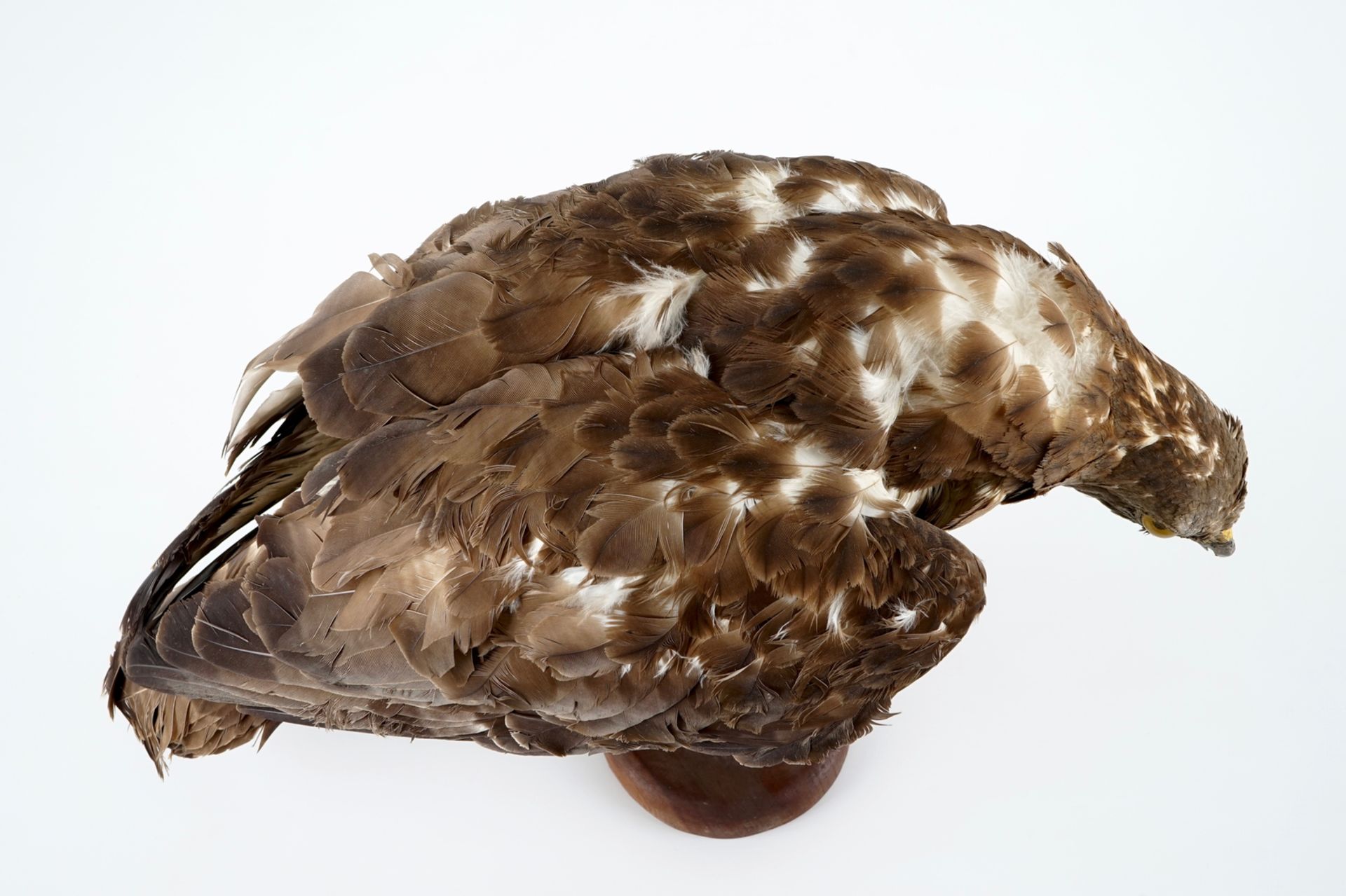 A European honey buzzard, taxidermy, 1st half 20th C. H.: 35,5 cm Condition reports and high - Image 8 of 8