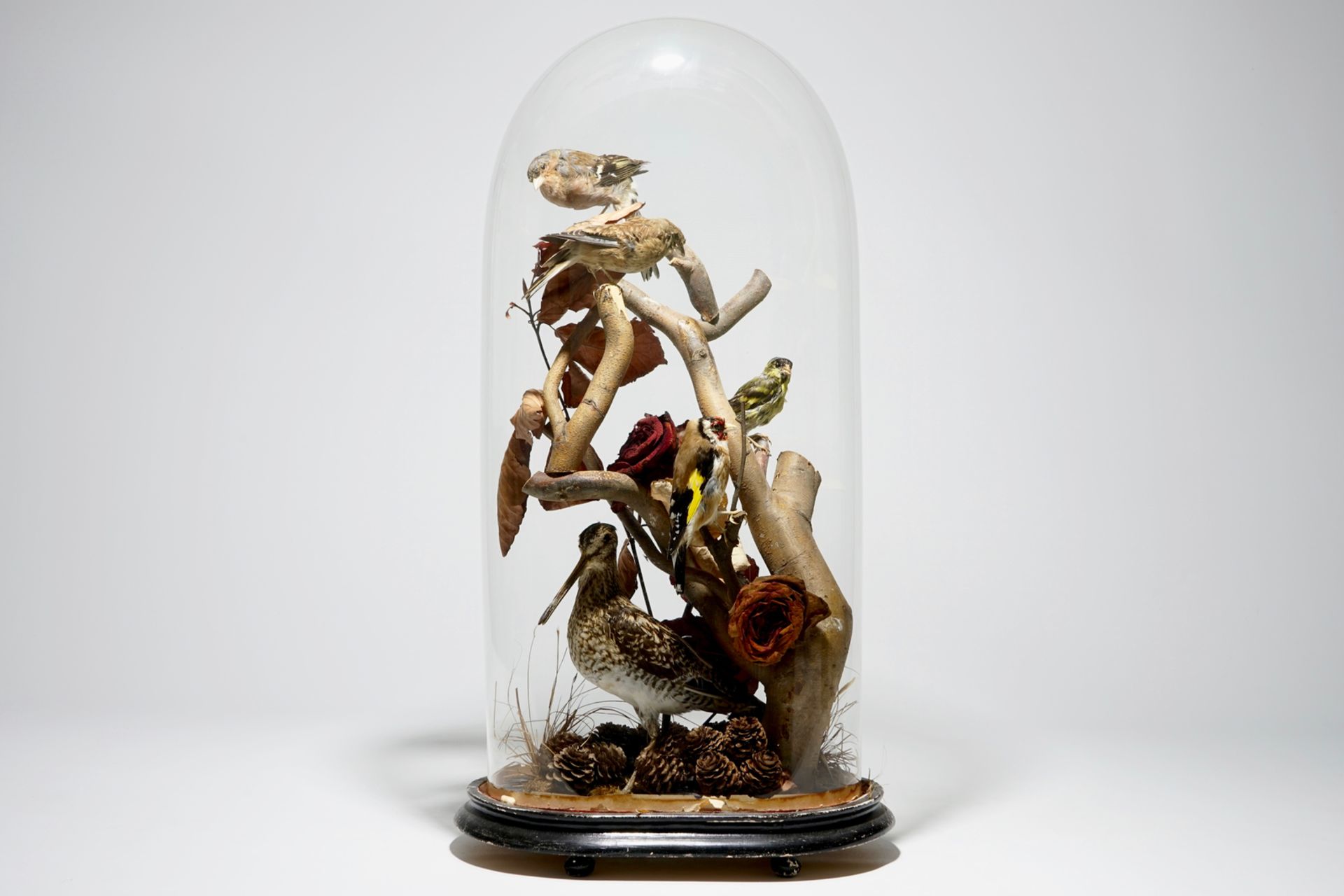 Birds on a branch, presented under glass dome, taxidermy, early 20th C. H.: 57,5 cm Condition