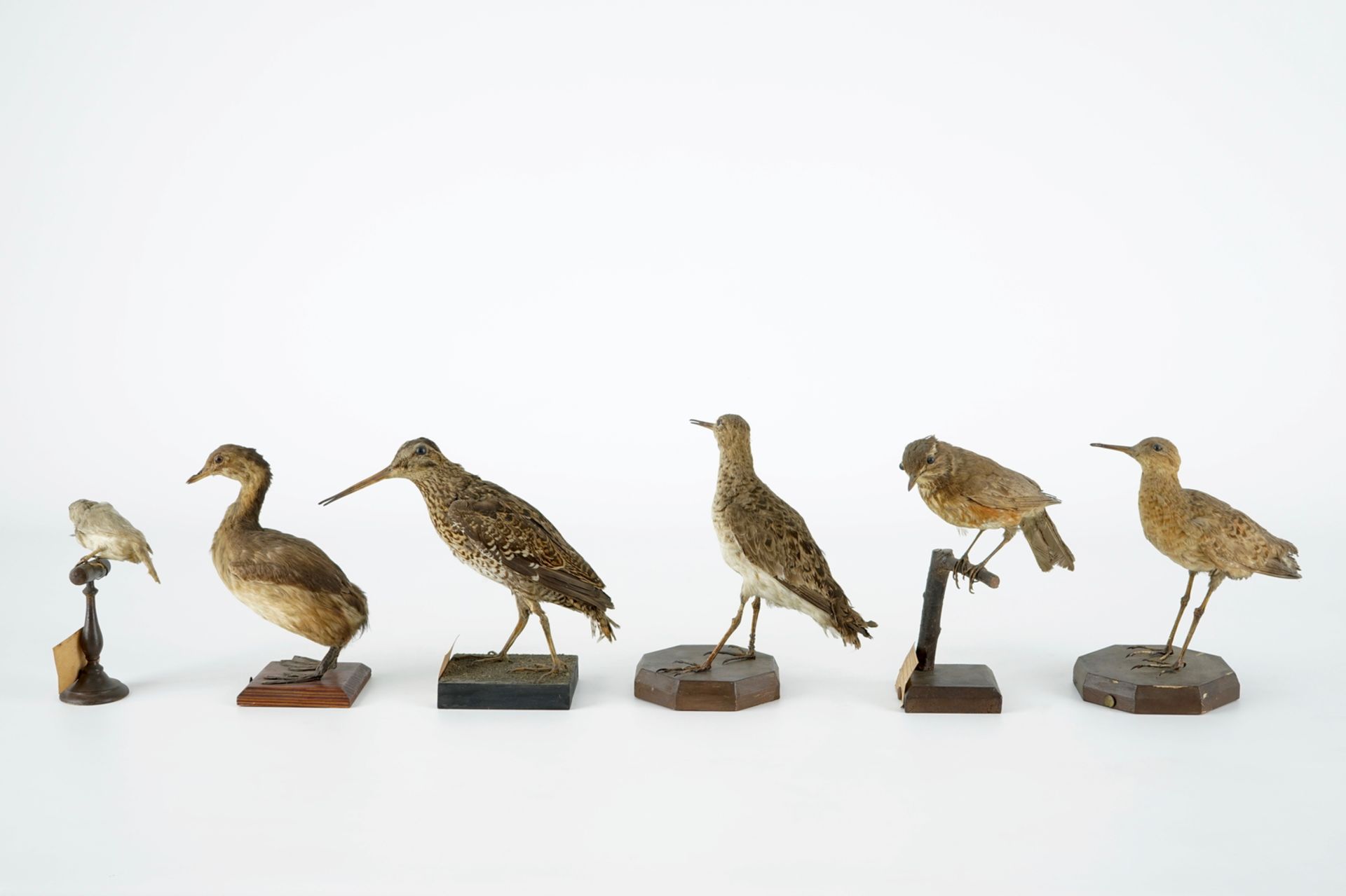 A collection of 10 birds, taxidermy, 19/20th C. H.: 25 cm (the tallest) Several labelled "Collection - Image 2 of 11