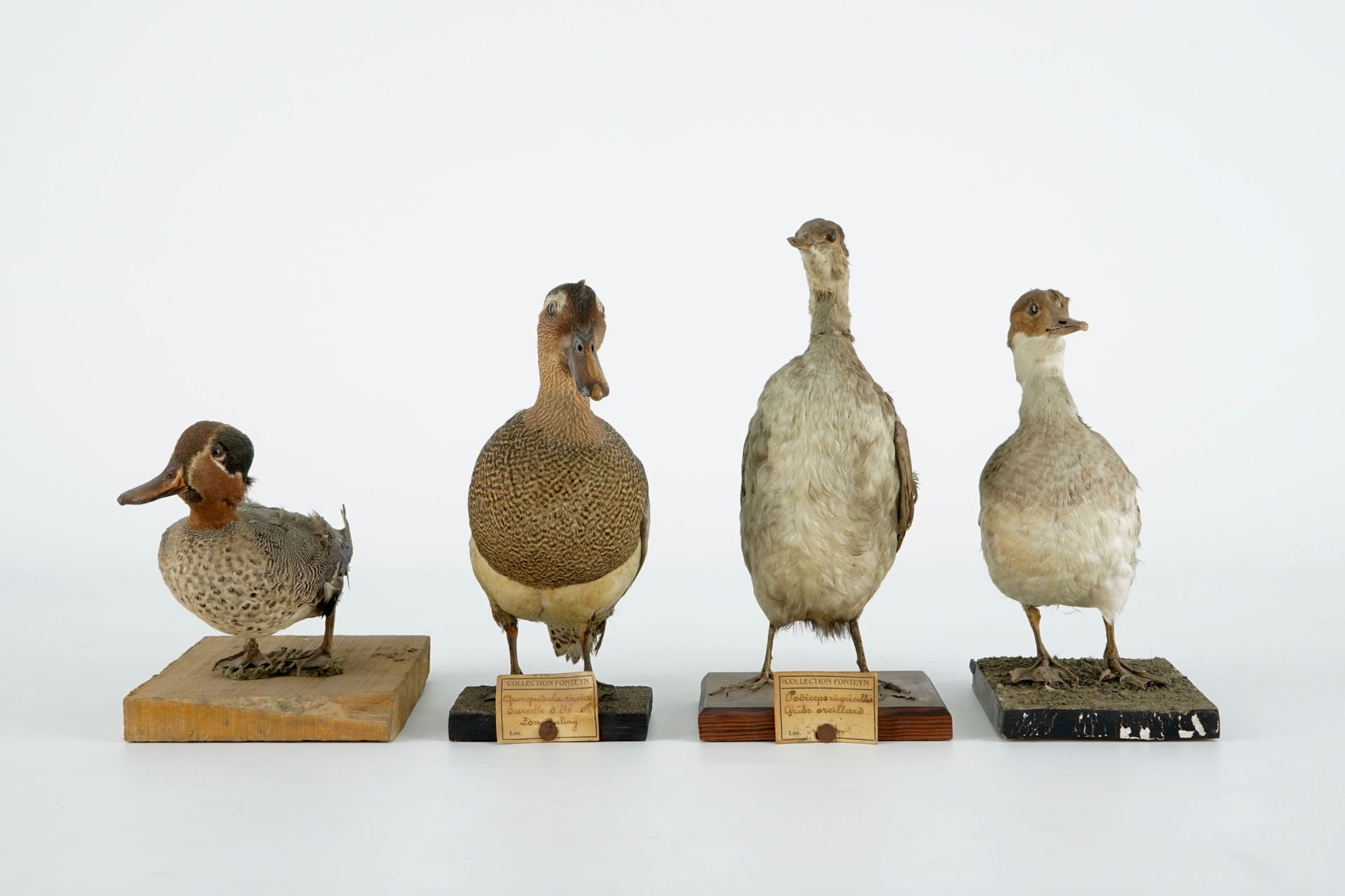 A collection of 15 birds, taxidermy, 19/20th C. H.: 33 cm (the tallest) Several labelled "Collection - Image 2 of 21