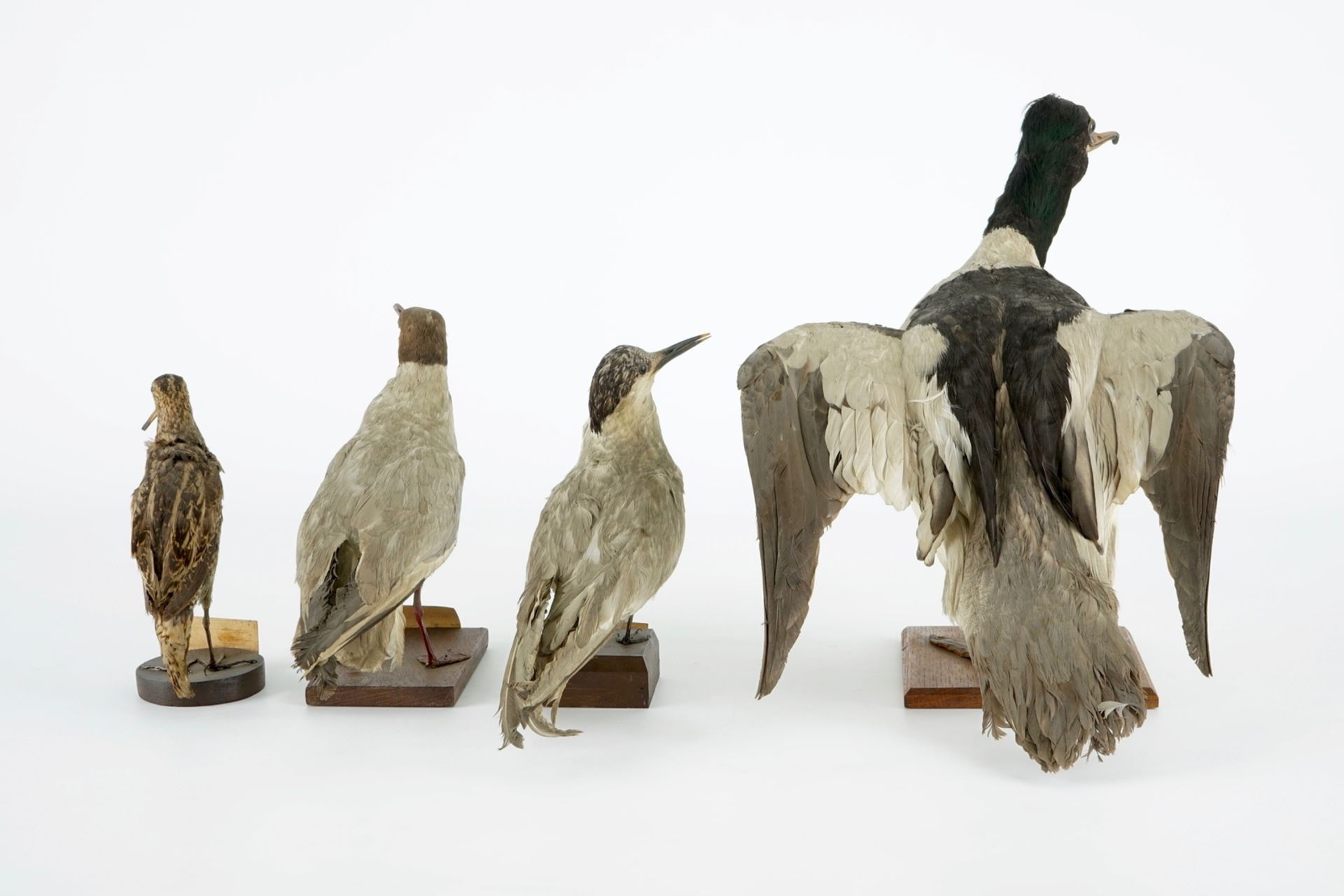 A collection of 14 birds, taxidermy, 19/20th C. H.: 35,5 cm (the tallest) Several labelled " - Image 15 of 17