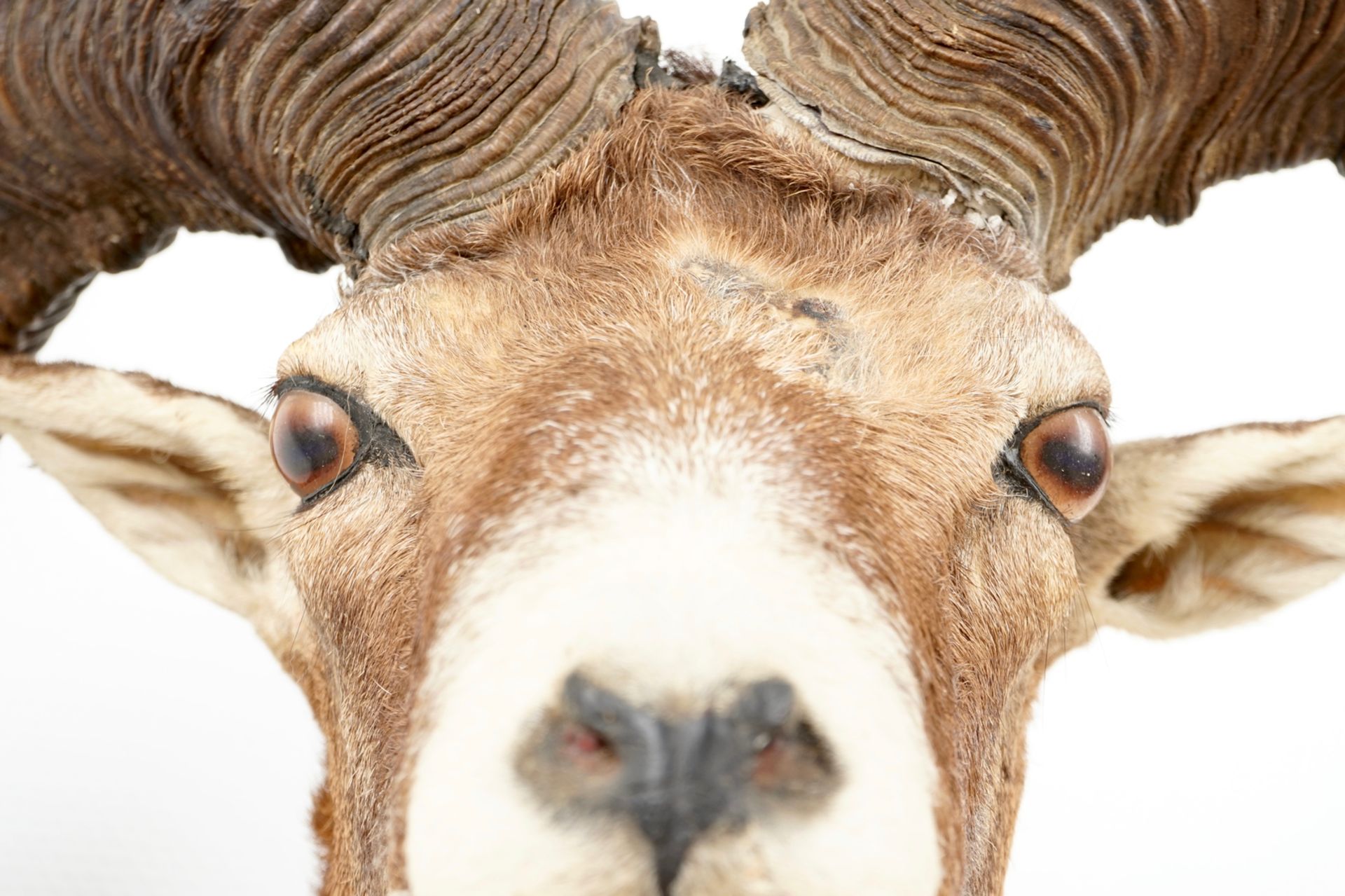 A bust of a mouflon, mounted on wood, taxidermy, late 20th C. L.: 44 cm - H.: 55 cm Condition - Image 7 of 7