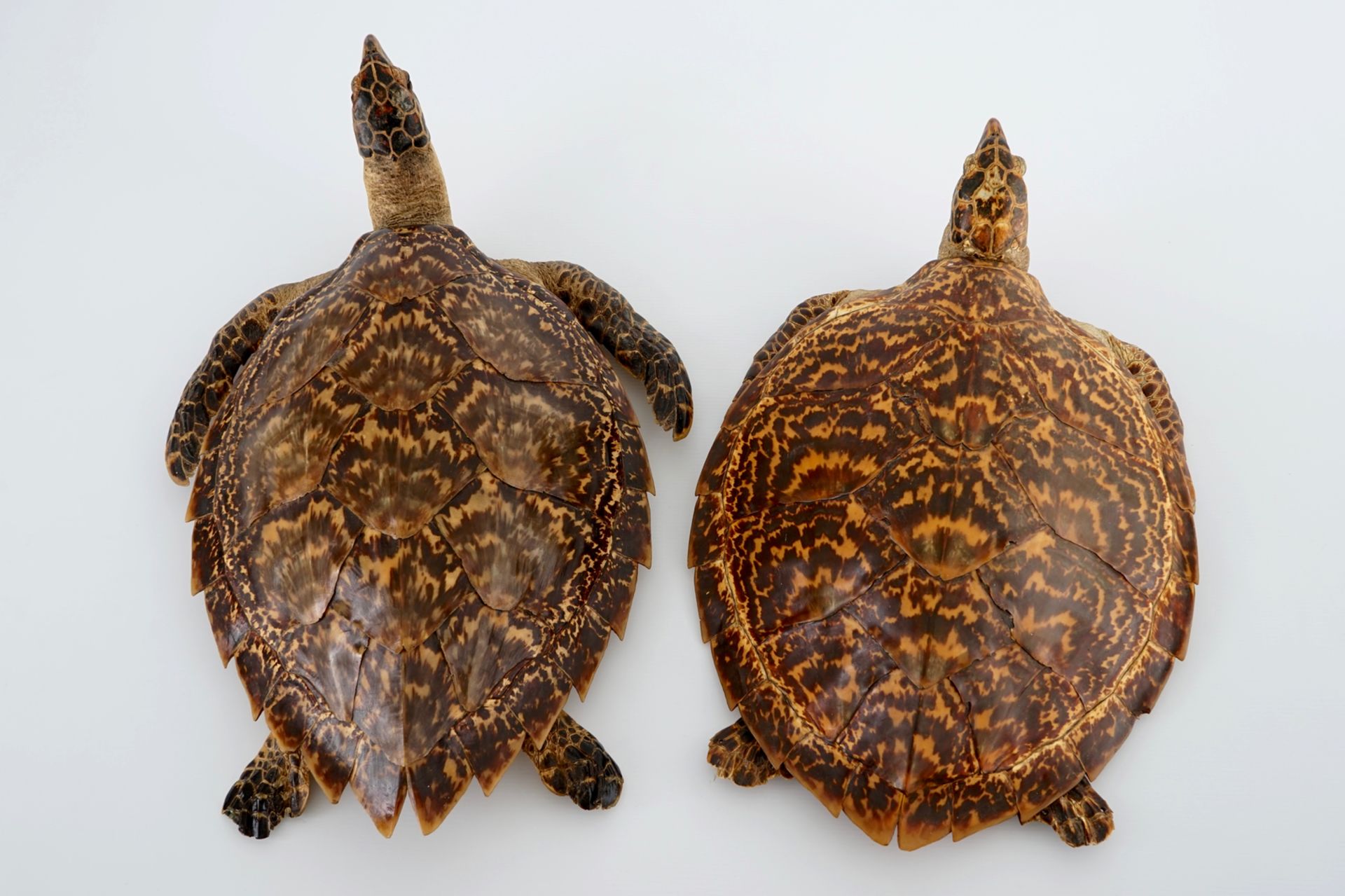 A pair of taxidermy sea turtles, early 20th C. H.: 18,5 cm - L.: 59 cm - W.: 39,5 cm Condition - Image 3 of 8