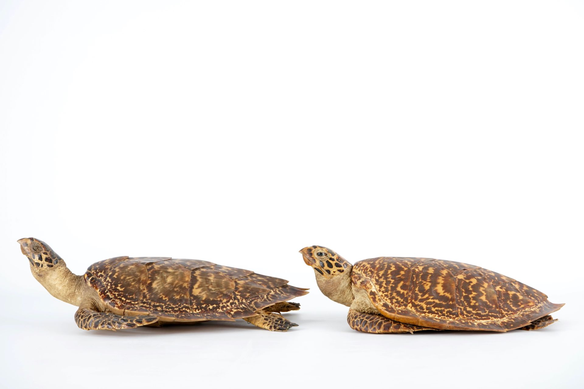 A pair of taxidermy sea turtles, early 20th C. H.: 18,5 cm - L.: 59 cm - W.: 39,5 cm Condition - Image 6 of 8