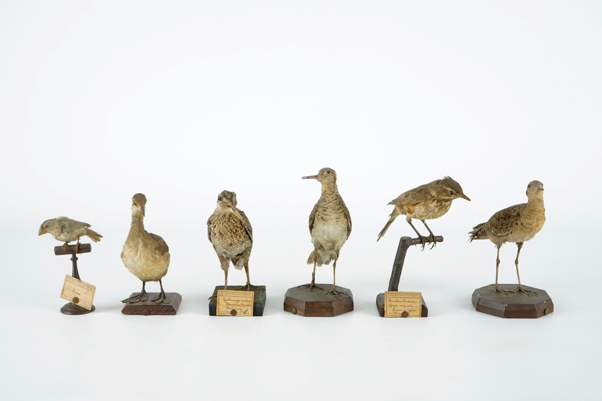 A collection of 10 birds, taxidermy, 19/20th C. H.: 25 cm (the tallest) Several labelled "Collection - Image 3 of 11