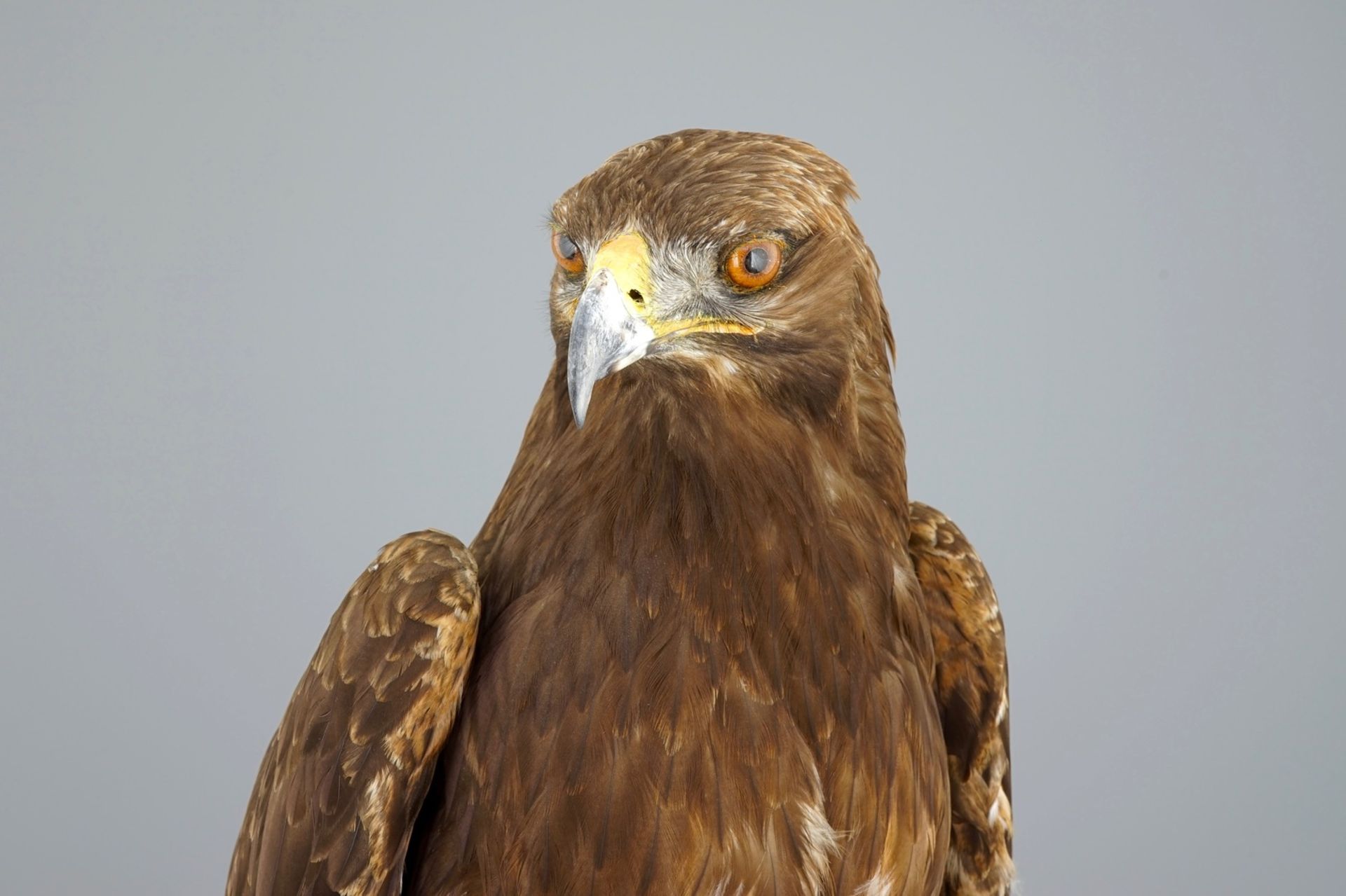 A golden eagle, presented standing on a rock, modern taxidermy CITES incl.     Condition reports and - Image 7 of 11