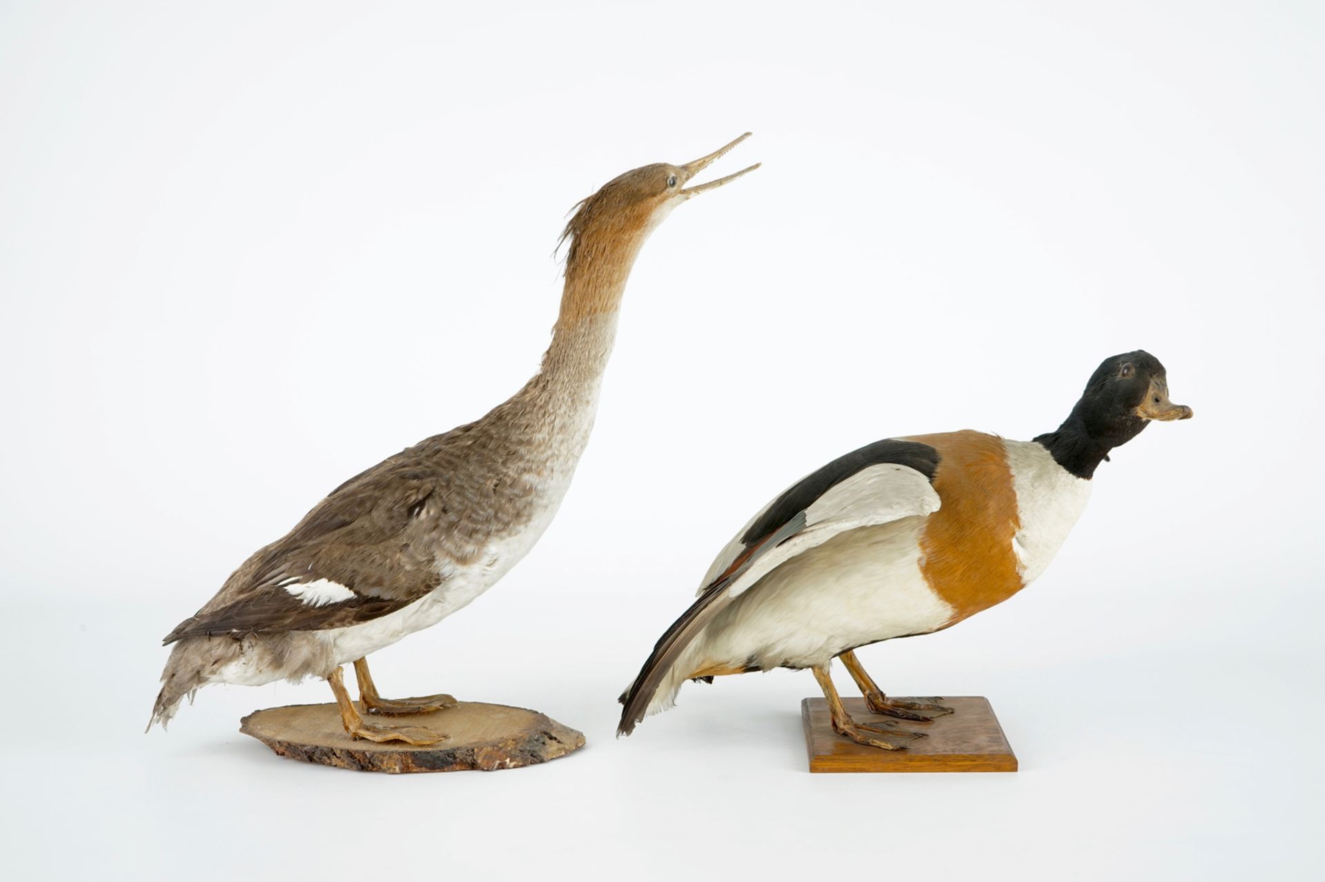 A collection of 5 birds, taxidermy, 19/20th C. H.: 47 cm (the tallest) Two labelled "Collection - Image 4 of 11
