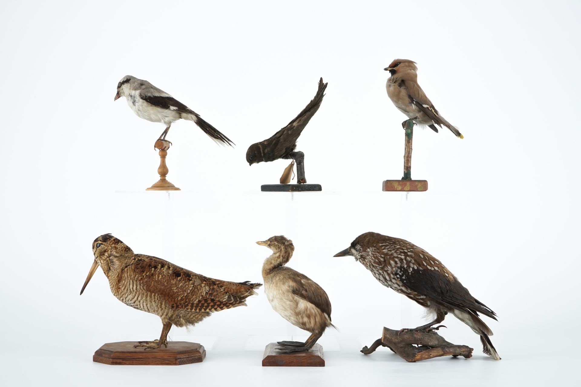 Six European birds, taxidermy, 19/20th C. H.: 22,5 cm (the tallest) Condition reports and high - Image 3 of 6