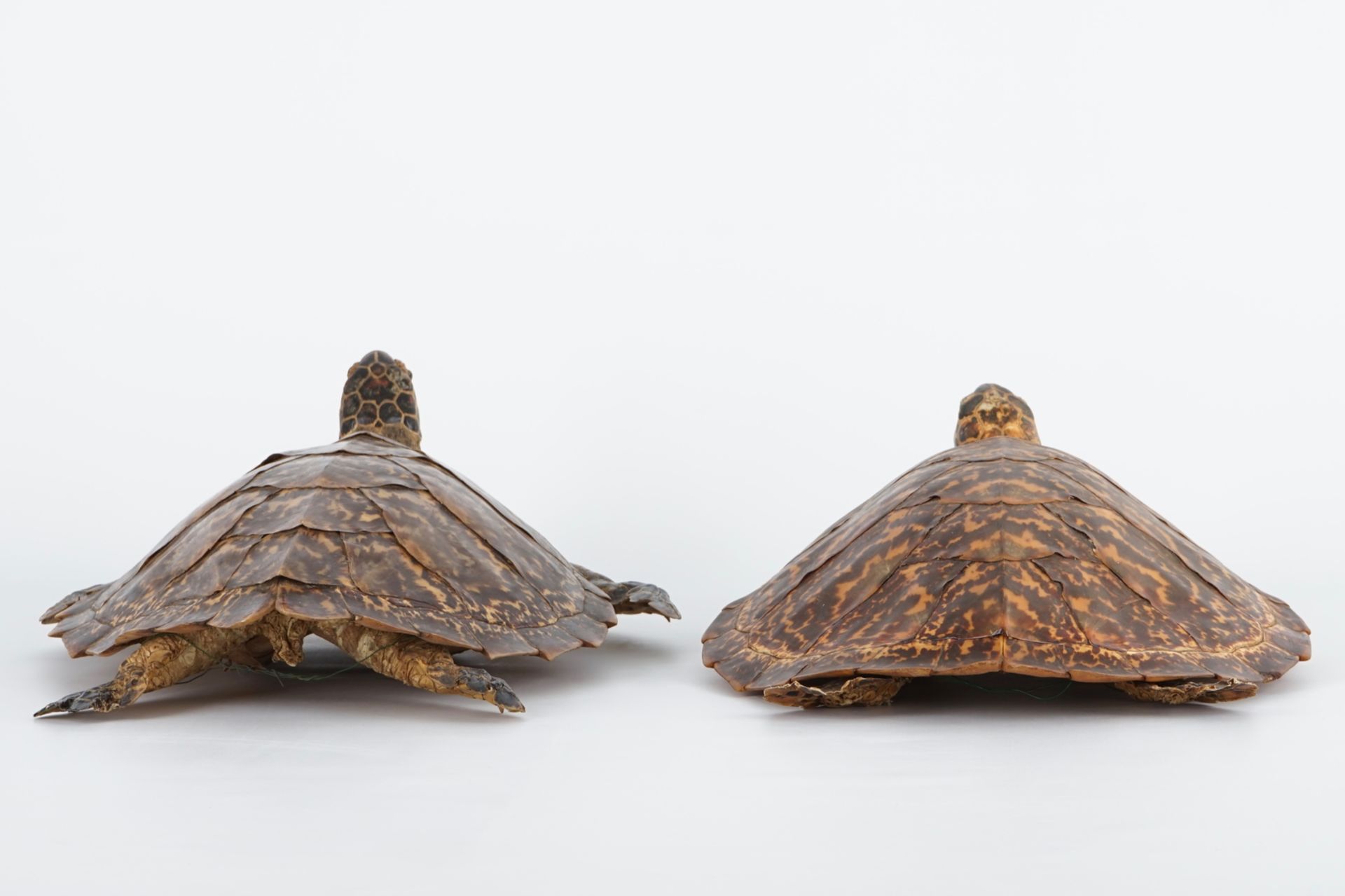 A pair of taxidermy sea turtles, early 20th C. H.: 18,5 cm - L.: 59 cm - W.: 39,5 cm Condition - Image 7 of 8