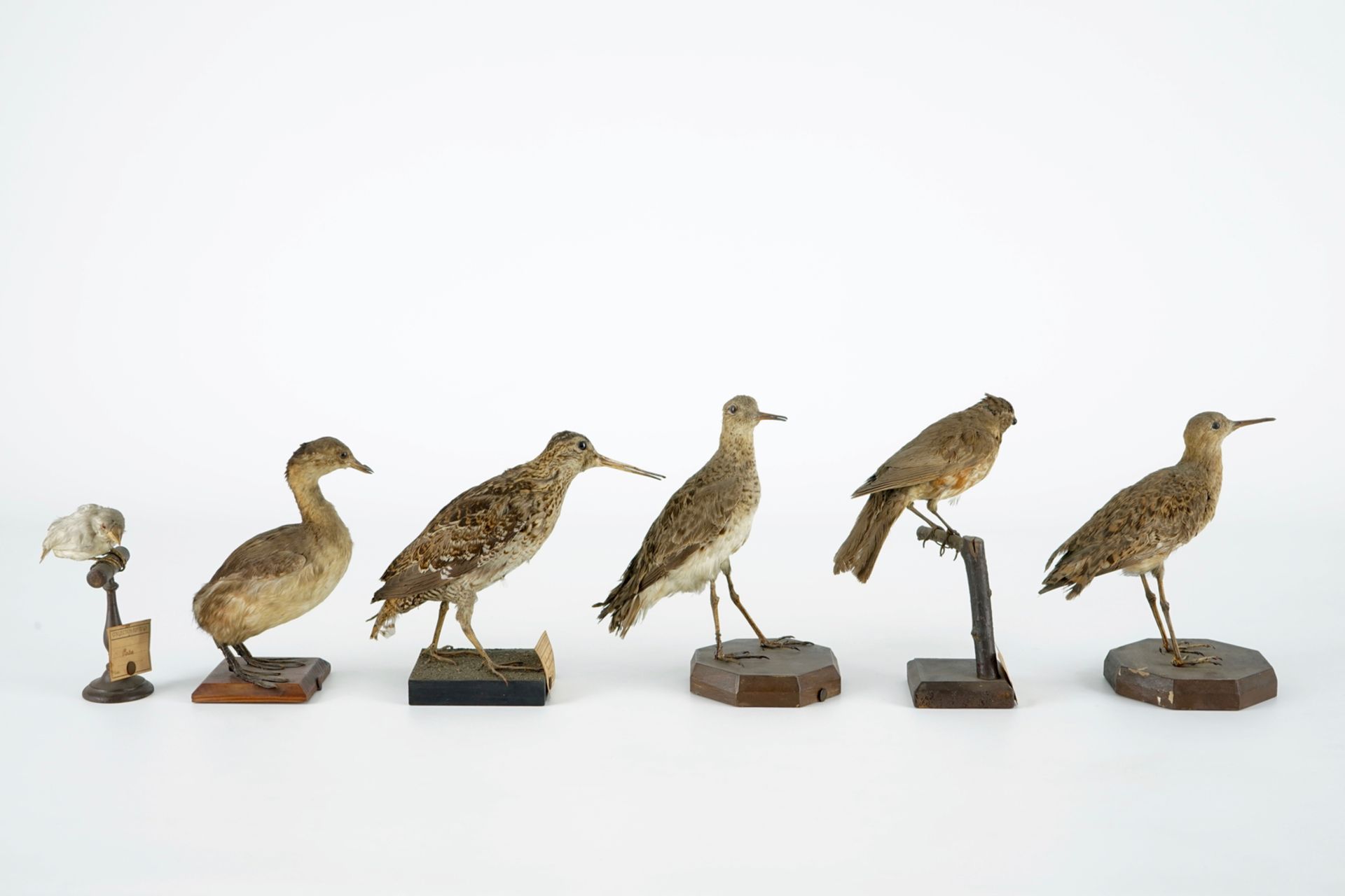 A collection of 10 birds, taxidermy, 19/20th C. H.: 25 cm (the tallest) Several labelled "Collection - Image 4 of 11