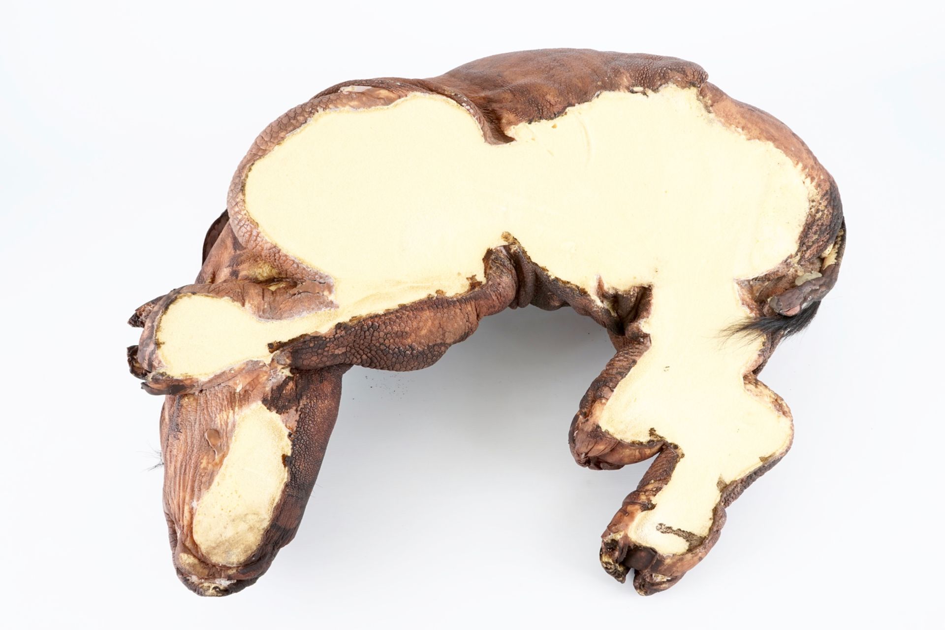 Dirk Claesen: a replica of a young rhinoceros, late 20th C. L.: 83 cm - W.: 65 cm - H.: 29 cm - Image 5 of 9