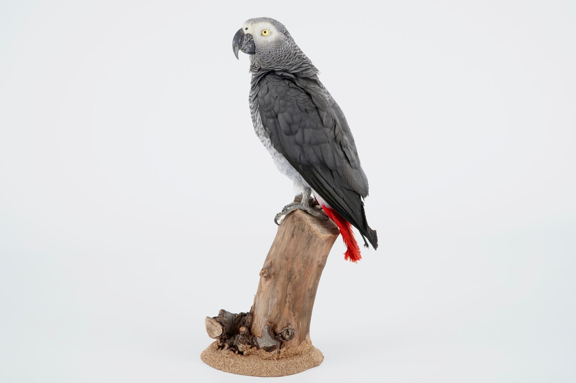 An African grey parrot, taxidermy, late 20th C. H.: 41 cm Condition reports and high resolution - Image 5 of 7