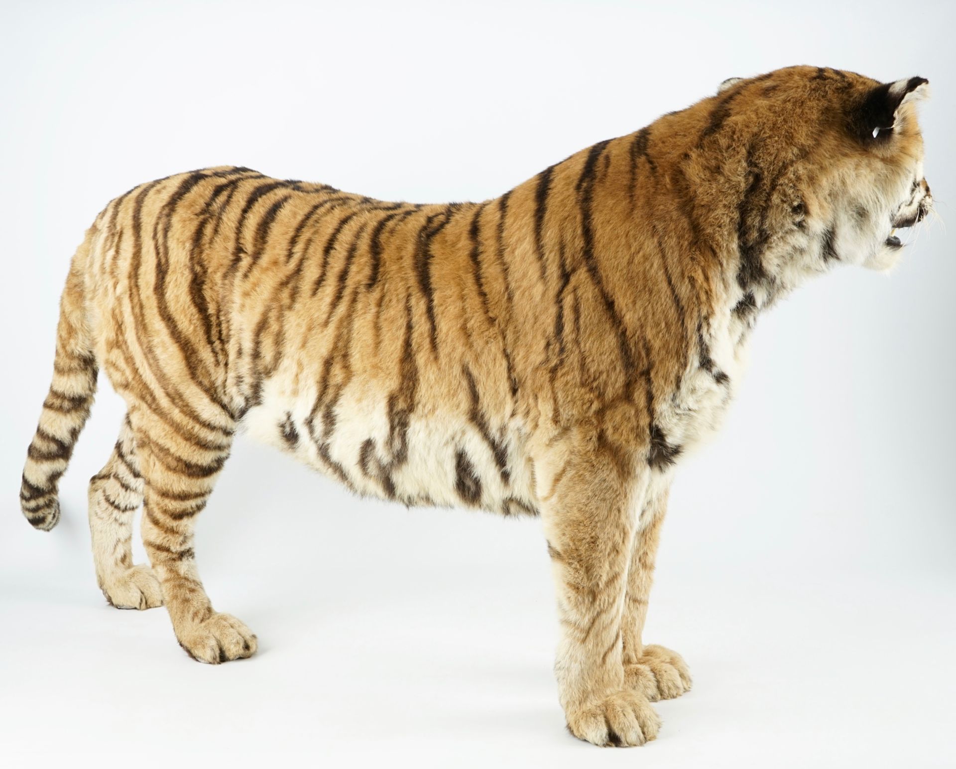 A Bengal tiger, presented standing, recent taxidermy L.: 168 cm - H.: 97 cm Of very good quality. - Image 2 of 9