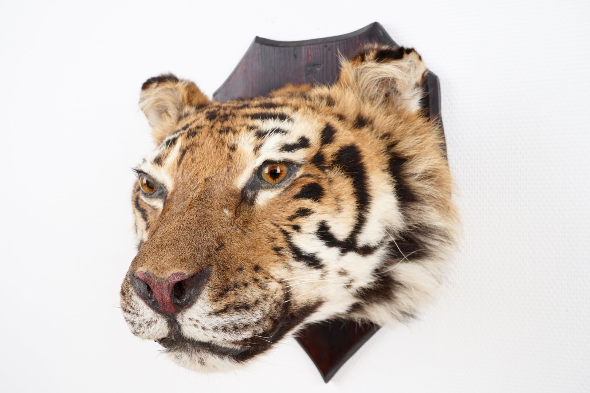 A mounted head of a Siberian tiger, taxidermy, 2nd half 20th C. L.: 36 cm - H.: 35 cm Incl. CITES. - Image 6 of 6