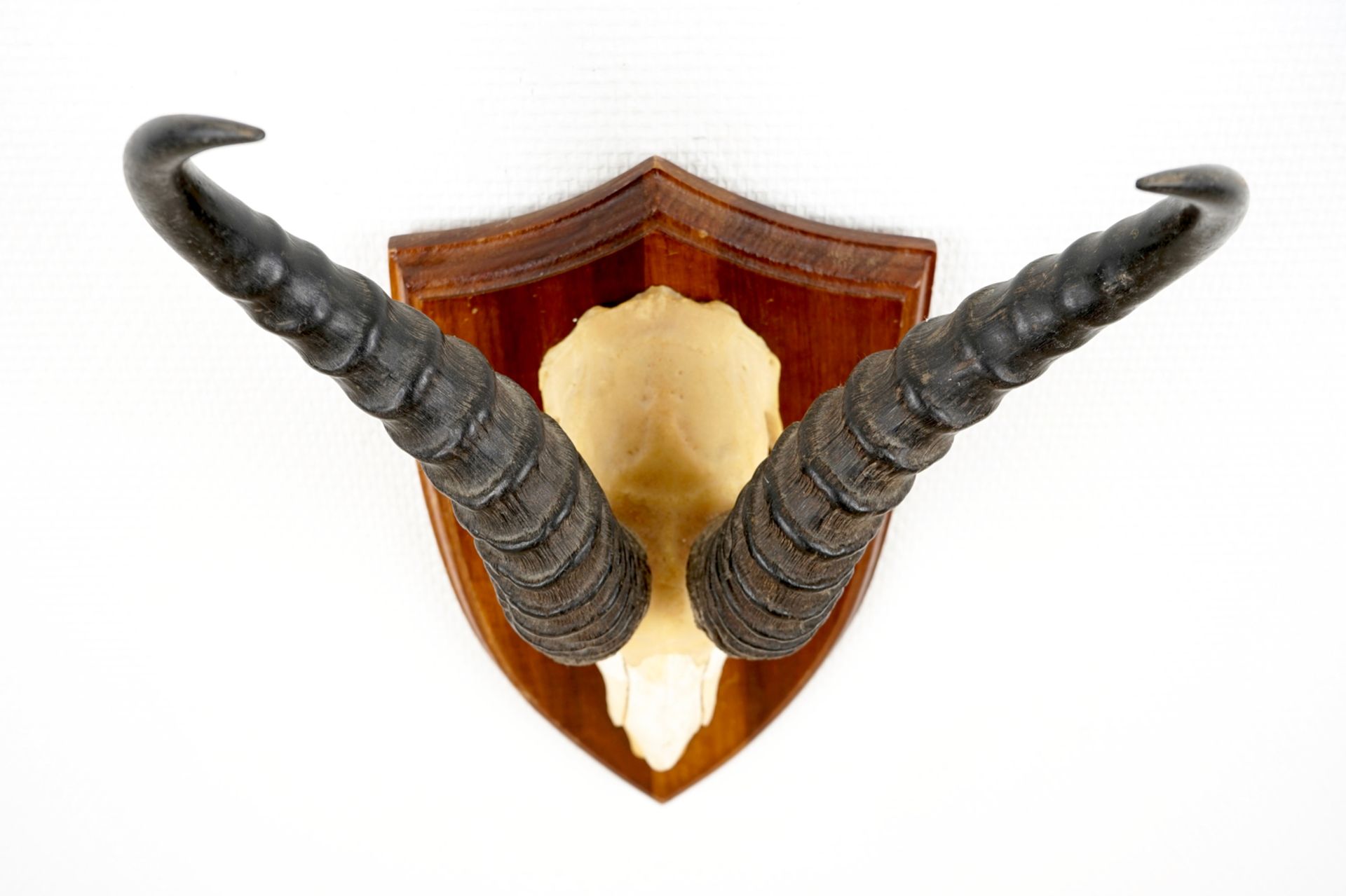 Three horned skulls of a blesbok, impala and reedbuck, mounted on wood H.: 62 cm - L.: 22 cmH.: 45 - Image 10 of 18