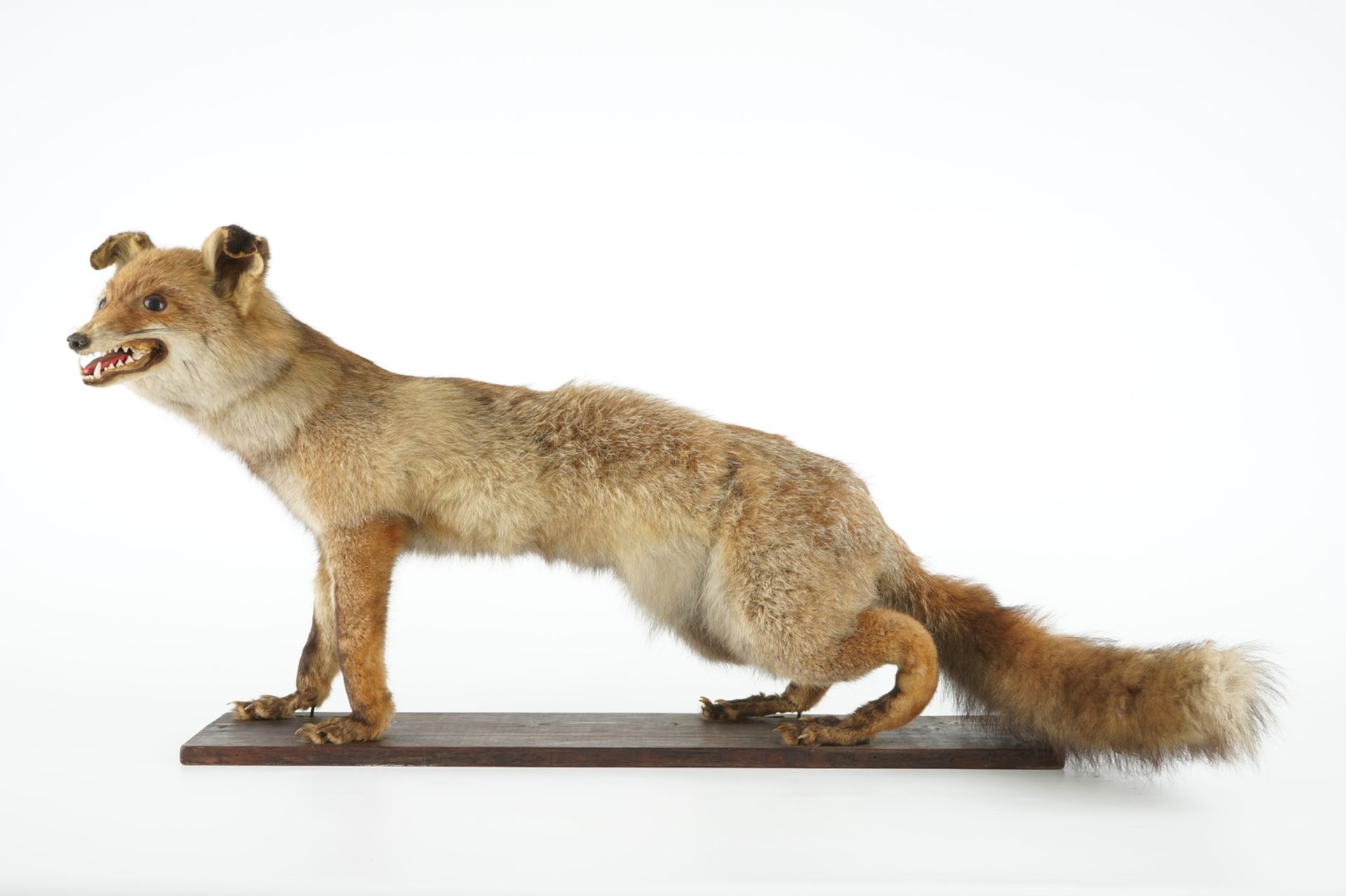 A fox on a wooden base, taxidermy, ca. 1930 L.: 90 cm - H.: 45 cm Condition reports and high - Image 4 of 5