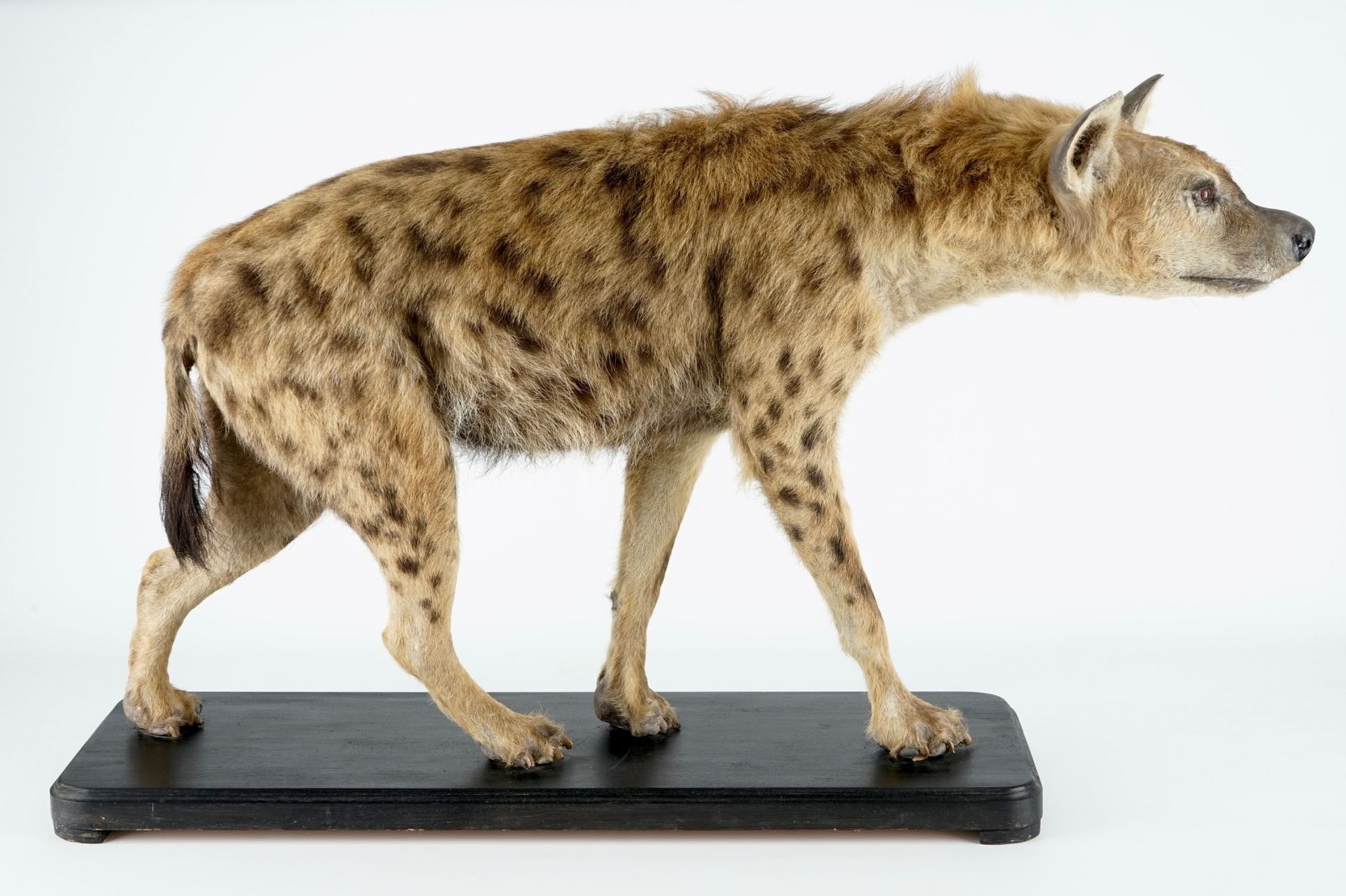 A hyena, presented standing, modern taxidermy H.: 81 cm - L.: 134 cm  Condition reports and high - Image 6 of 9